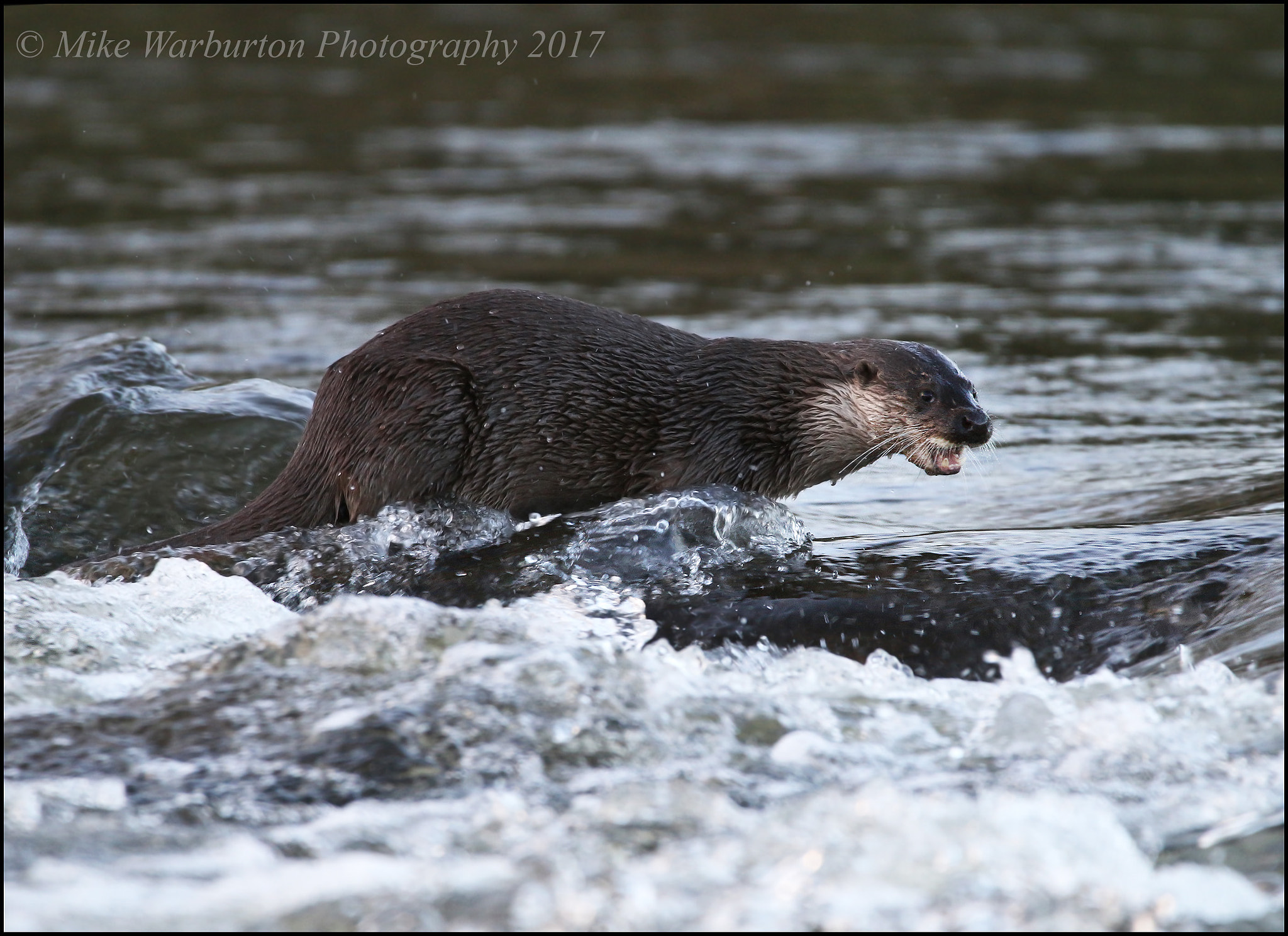 150-600mm F5-6.3 DG OS HSM | Contemporary 015 sample photo. Otter photography