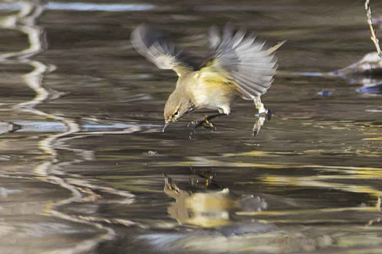 Nikon AF-S Nikkor 300mm F4D ED-IF sample photo. Carpe diem photography