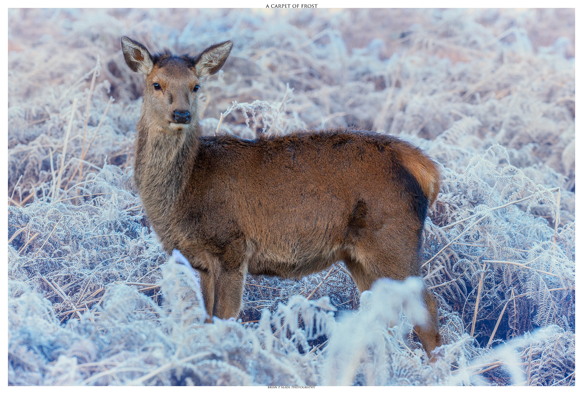 Canon EOS 5D Mark II + Sigma 150-600mm F5-6.3 DG OS HSM | C sample photo. A carpet of frost photography