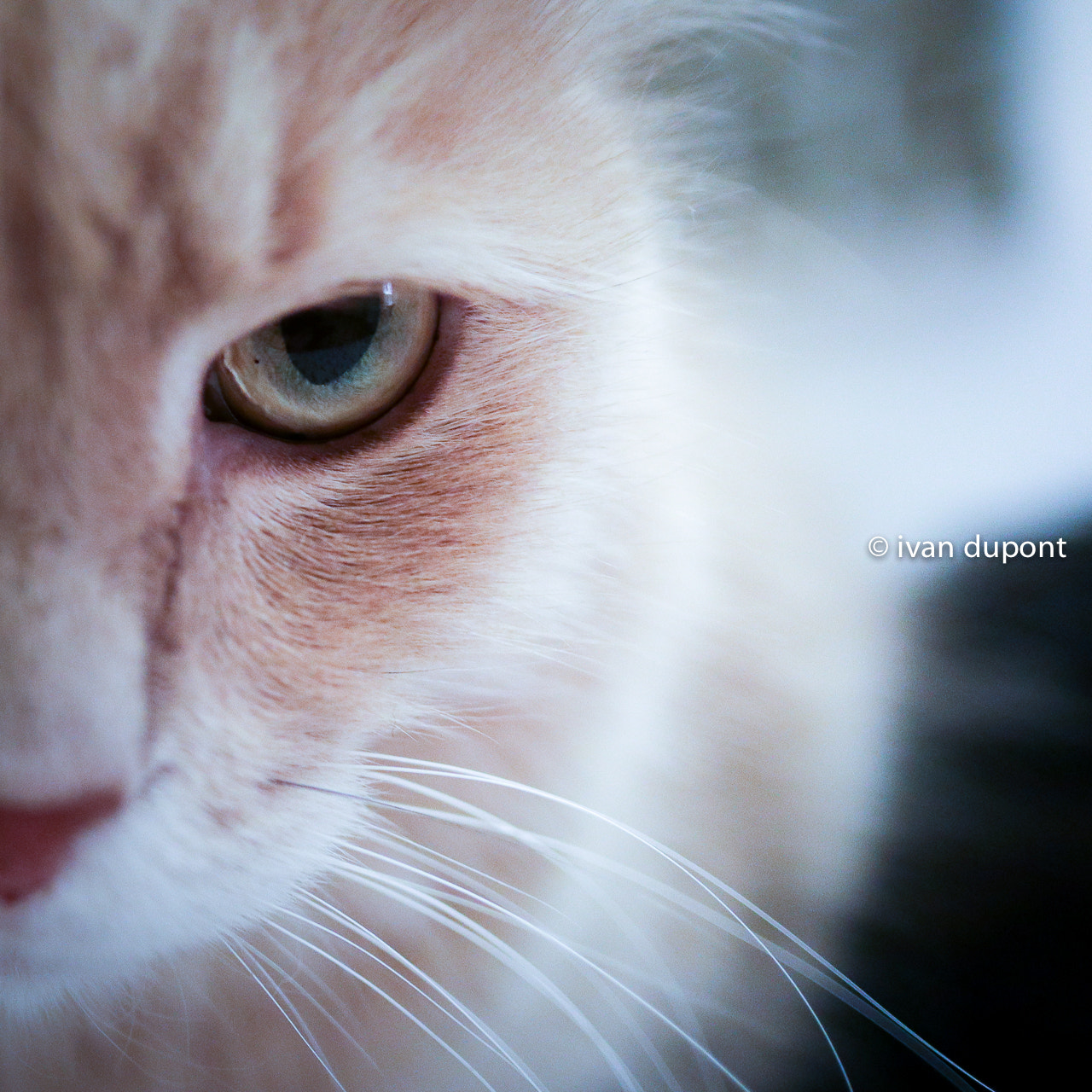 Canon EF-M 22mm F2 STM sample photo. Valentino, il gatto, trieste, italy photography