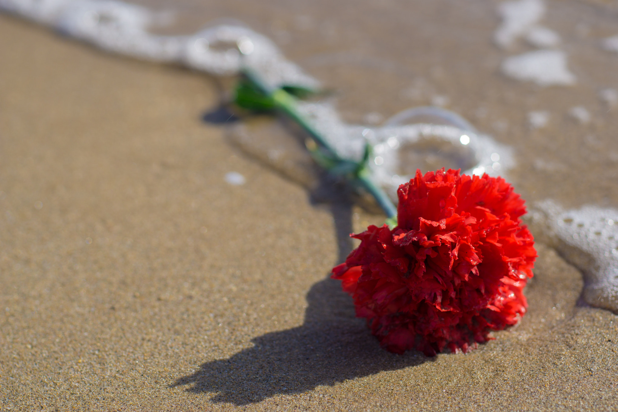 MACRO 50mm F2.8 sample photo. Bañada por el mar photography