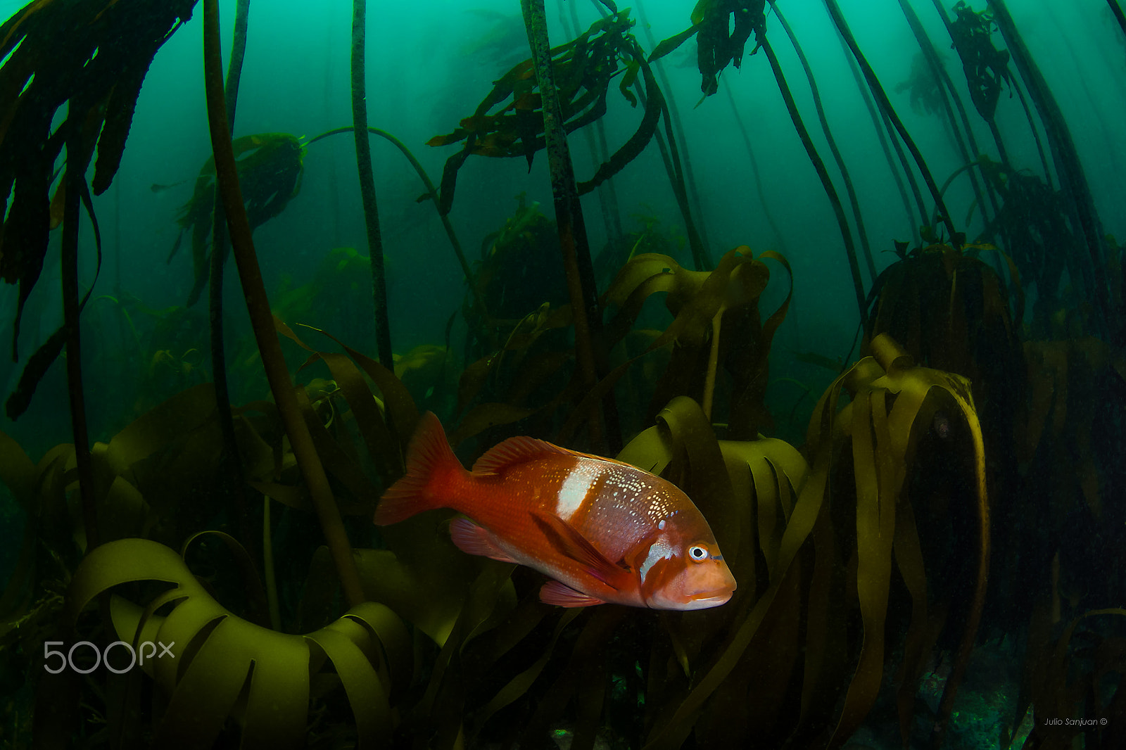 Tokina AT-X 10-17mm F3.5-4.5 DX Fisheye sample photo. Kelp forest photography
