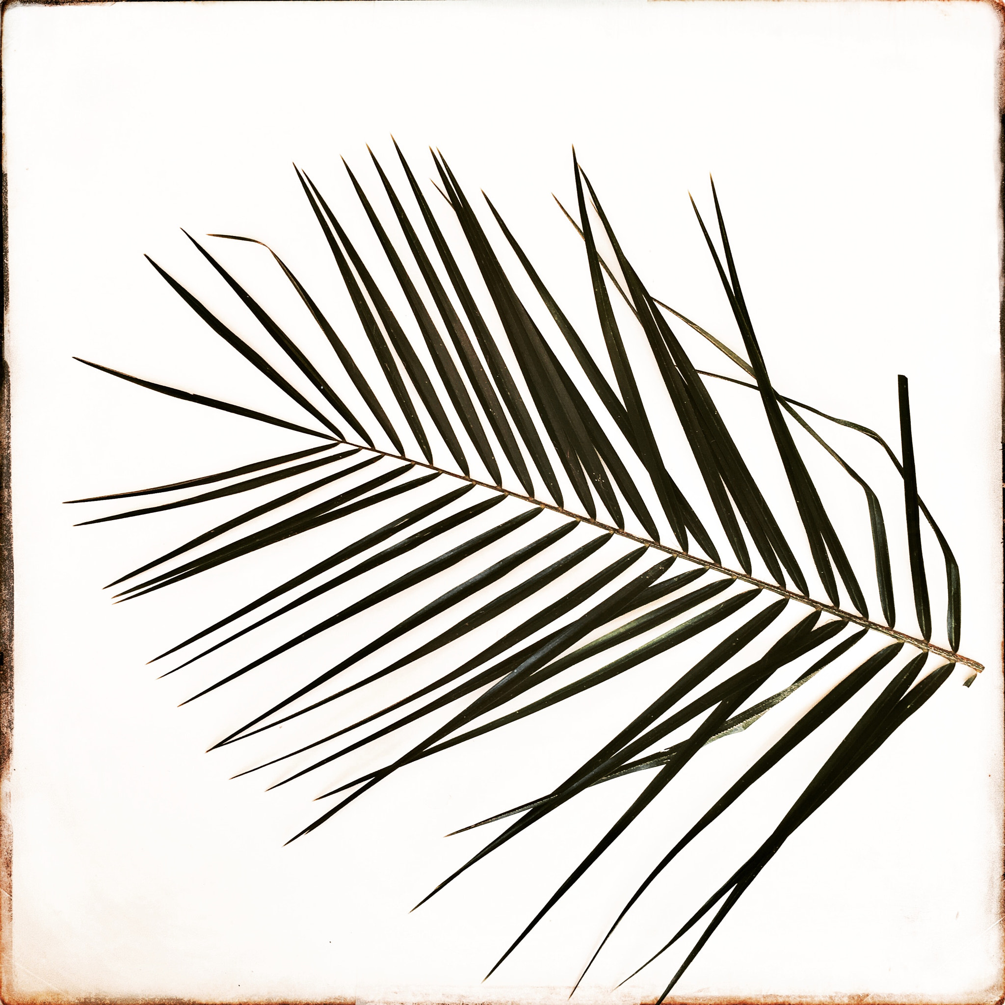 Hipstamatic 330 sample photo. Palm tree photography