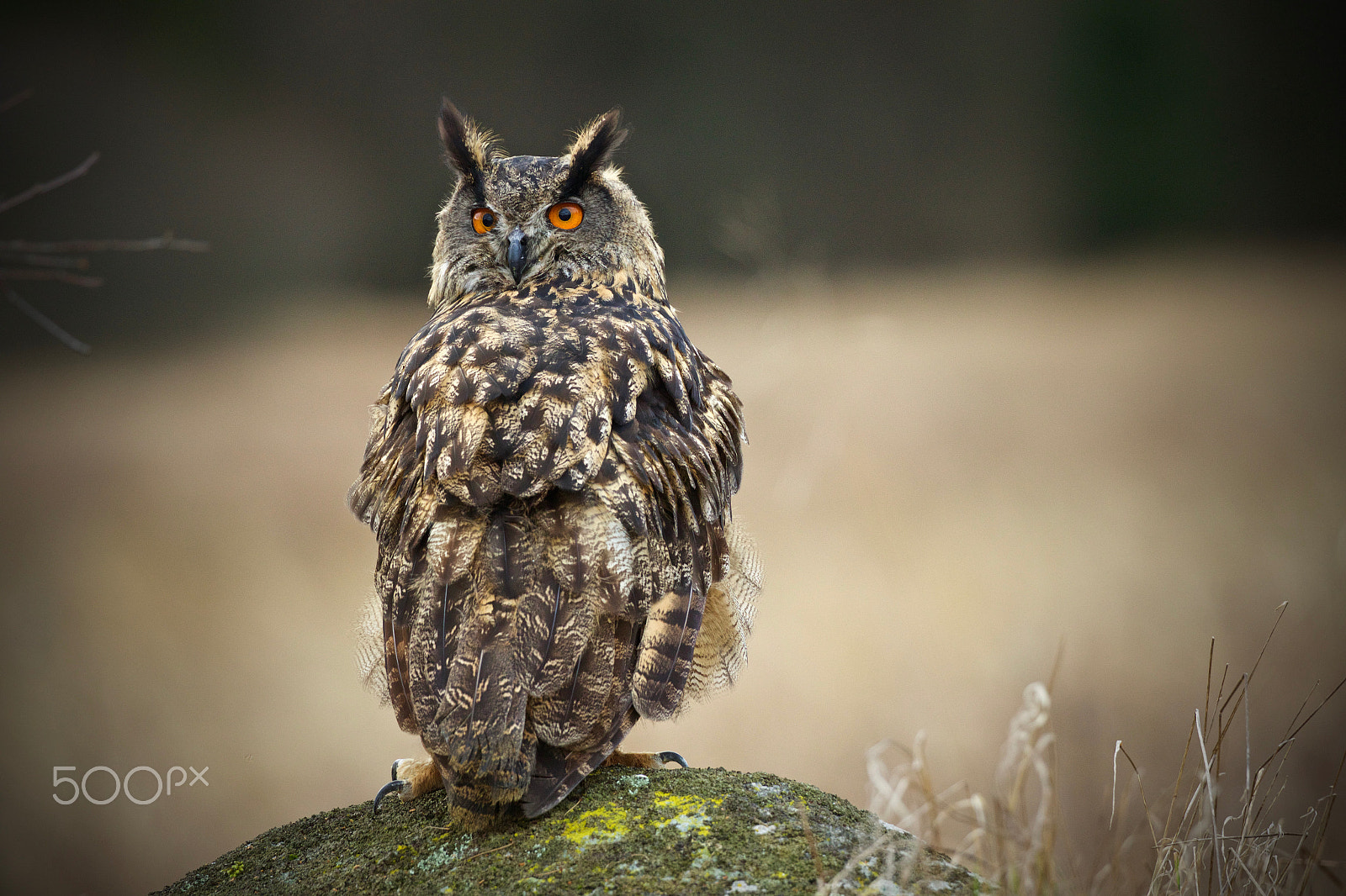 Canon EOS 7D Mark II + Canon EF 200-400mm F4L IS USM Extender 1.4x sample photo. Výr velký (bubo bubo) photography