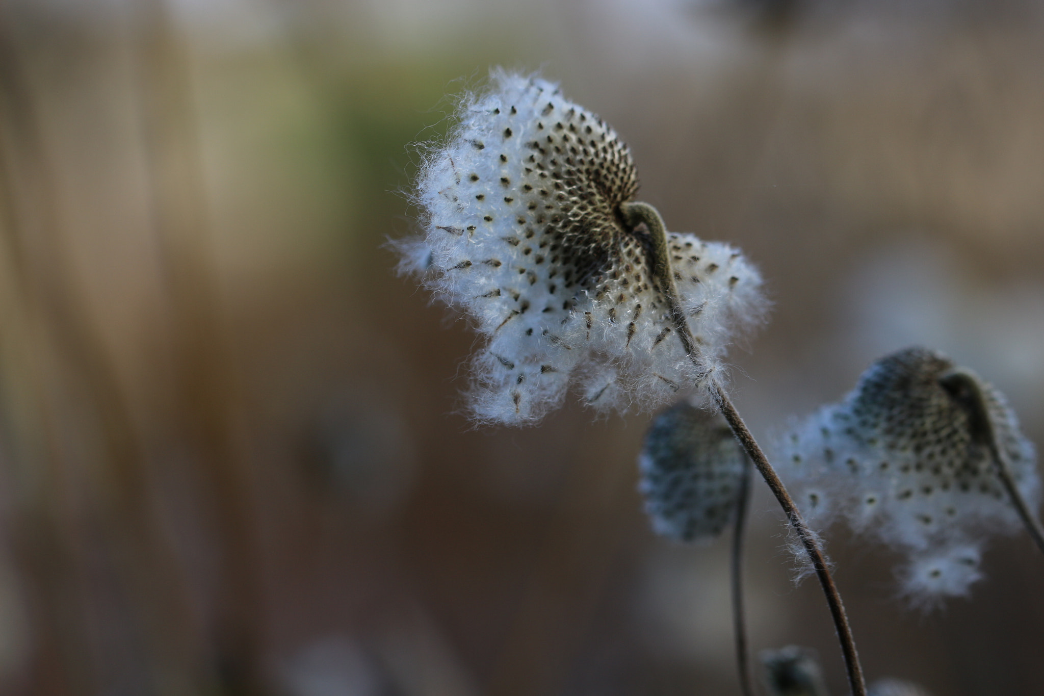Canon EF 100mm F2.8L Macro IS USM sample photo. Echoes of summer series photography
