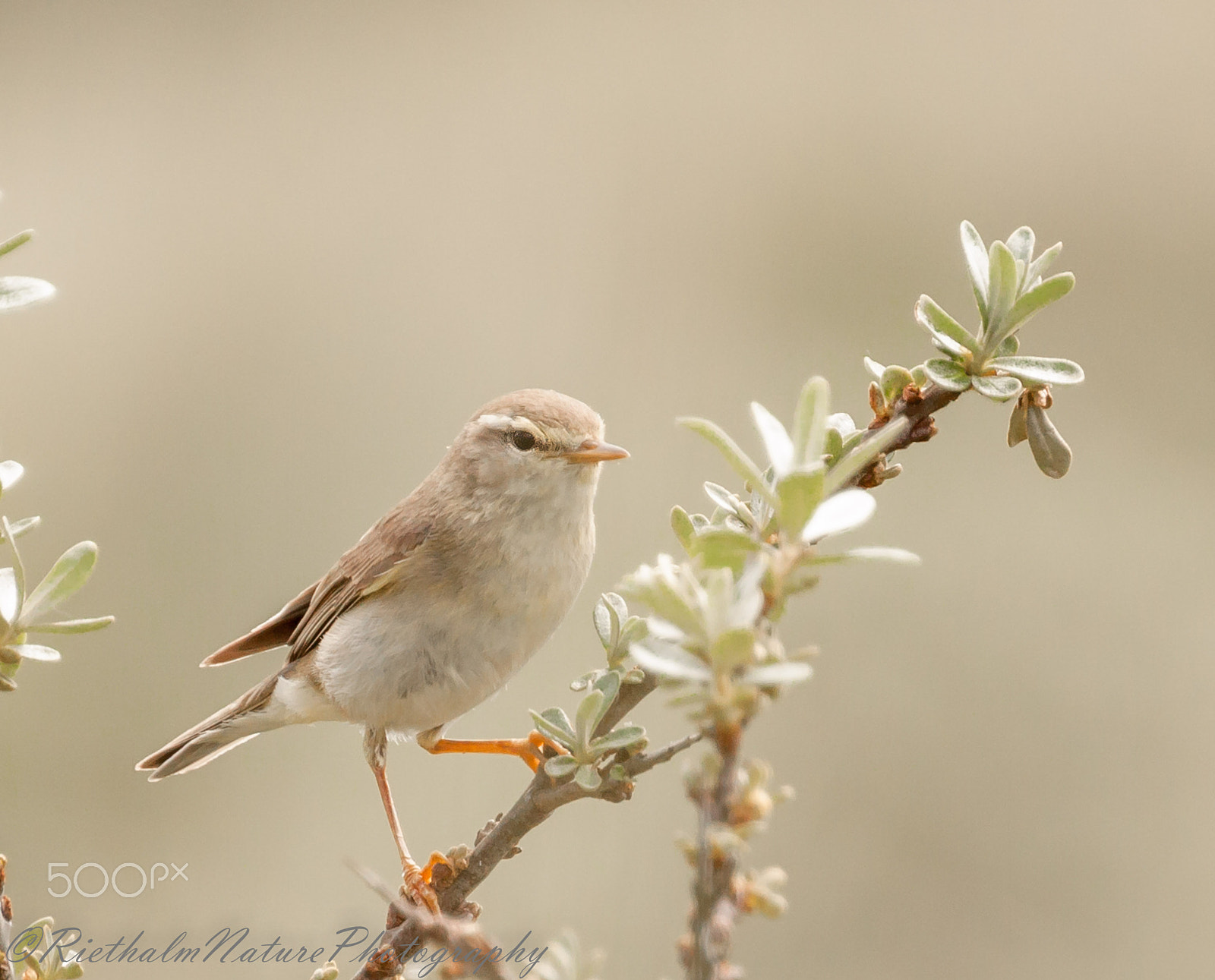 Canon EOS 50D + Canon EF 70-200mm F4L USM sample photo. Fitis / willow warbler photography