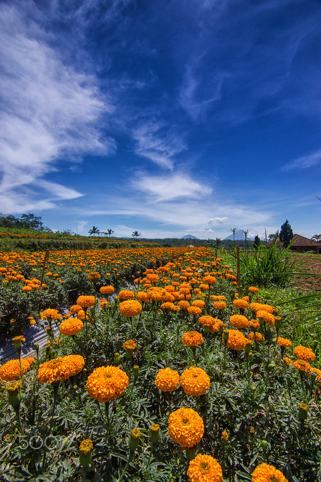 Sony SLT-A77 sample photo. Garden in bali photography