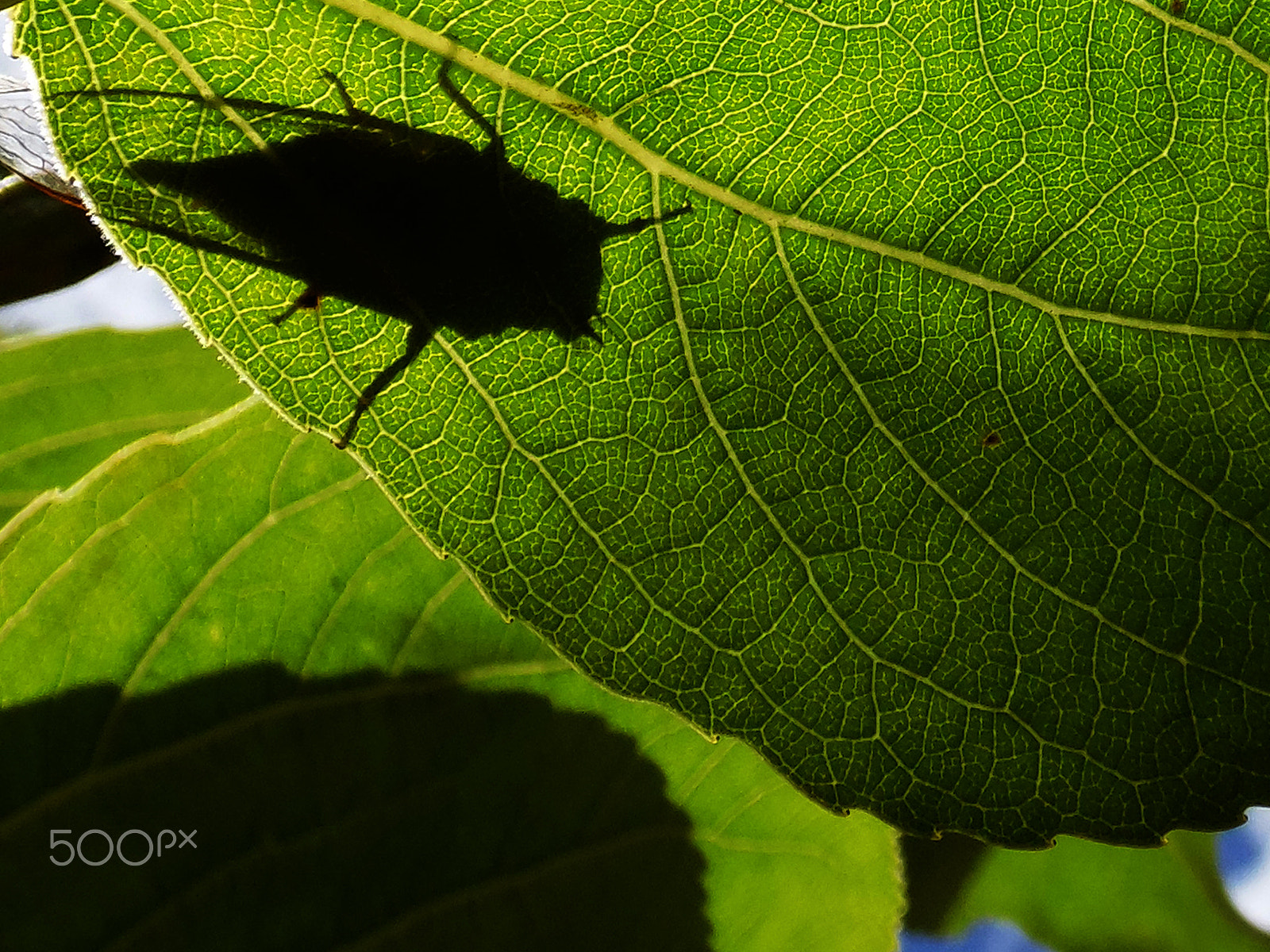 Samsung WB2200F sample photo. Cicada through the leaves. photography