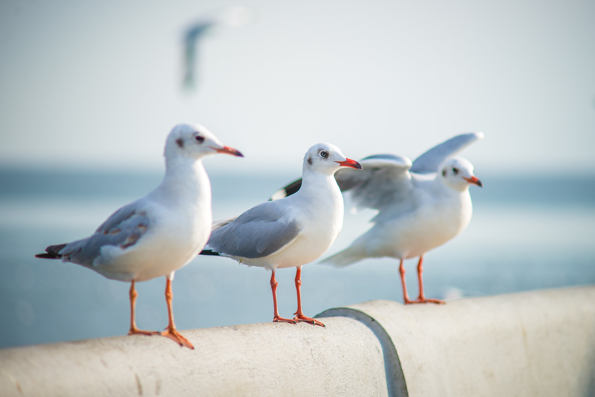 Nikon D600 + AF Zoom-Nikkor 70-210mm f/4 sample photo. 3 gulls @ bang poo, thailand photography