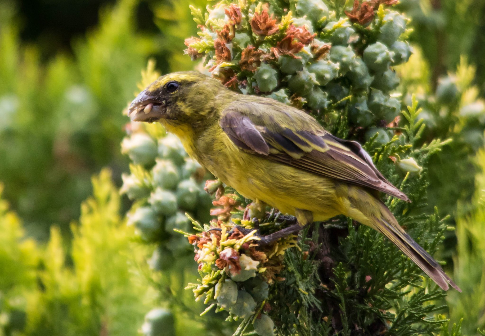 Sigma 150-500mm F5-6.3 DG OS HSM sample photo. Brimstone canary photography