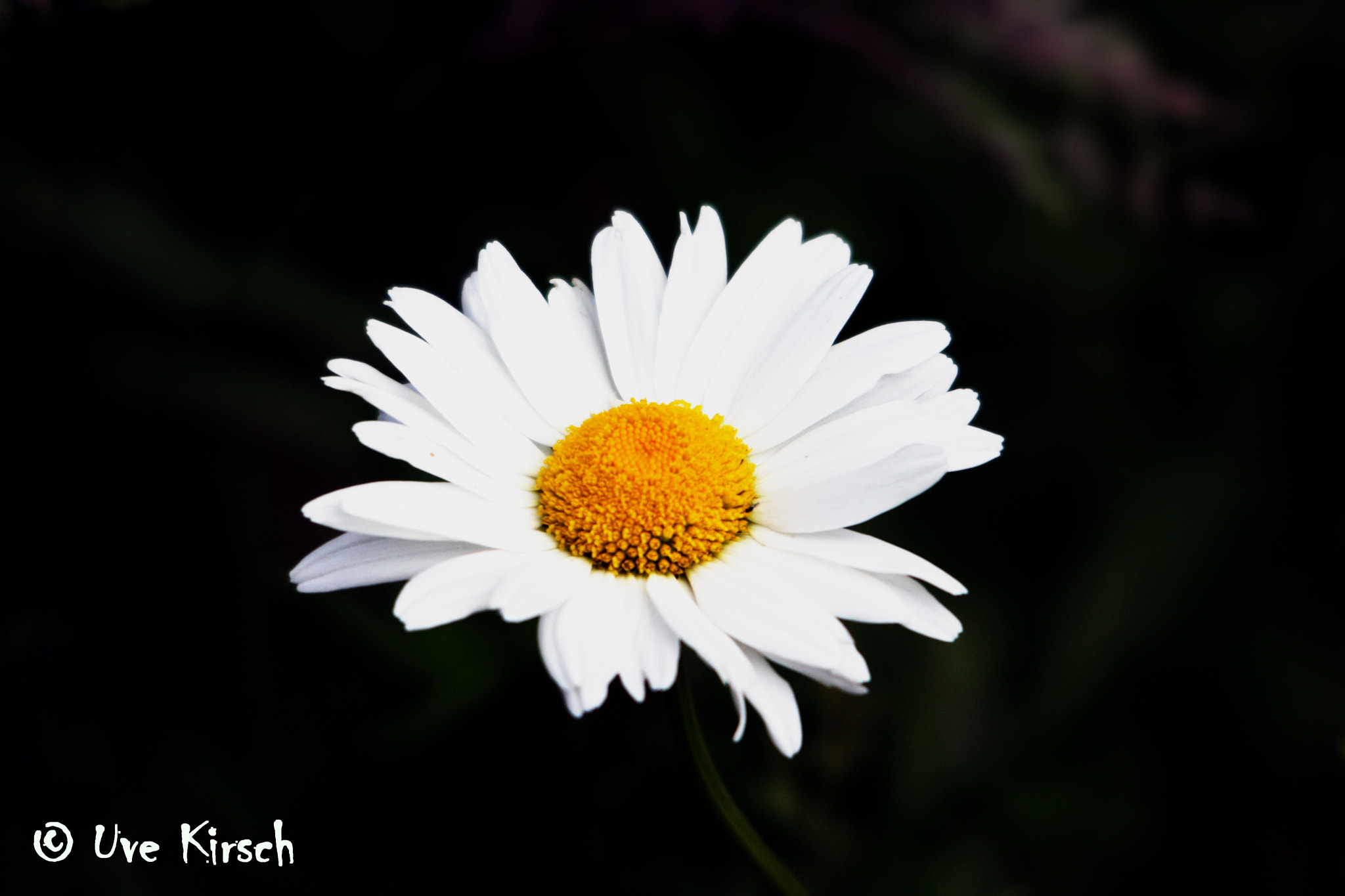 Sigma 150-500mm F5-6.3 DG OS HSM sample photo. Ox-eye daisy photography