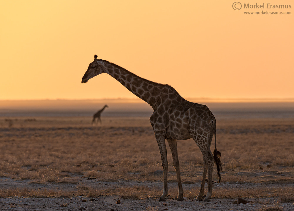 Nikon D800 + Nikon AF-S Nikkor 400mm F2.8G ED VR II sample photo. Giraffe echo photography