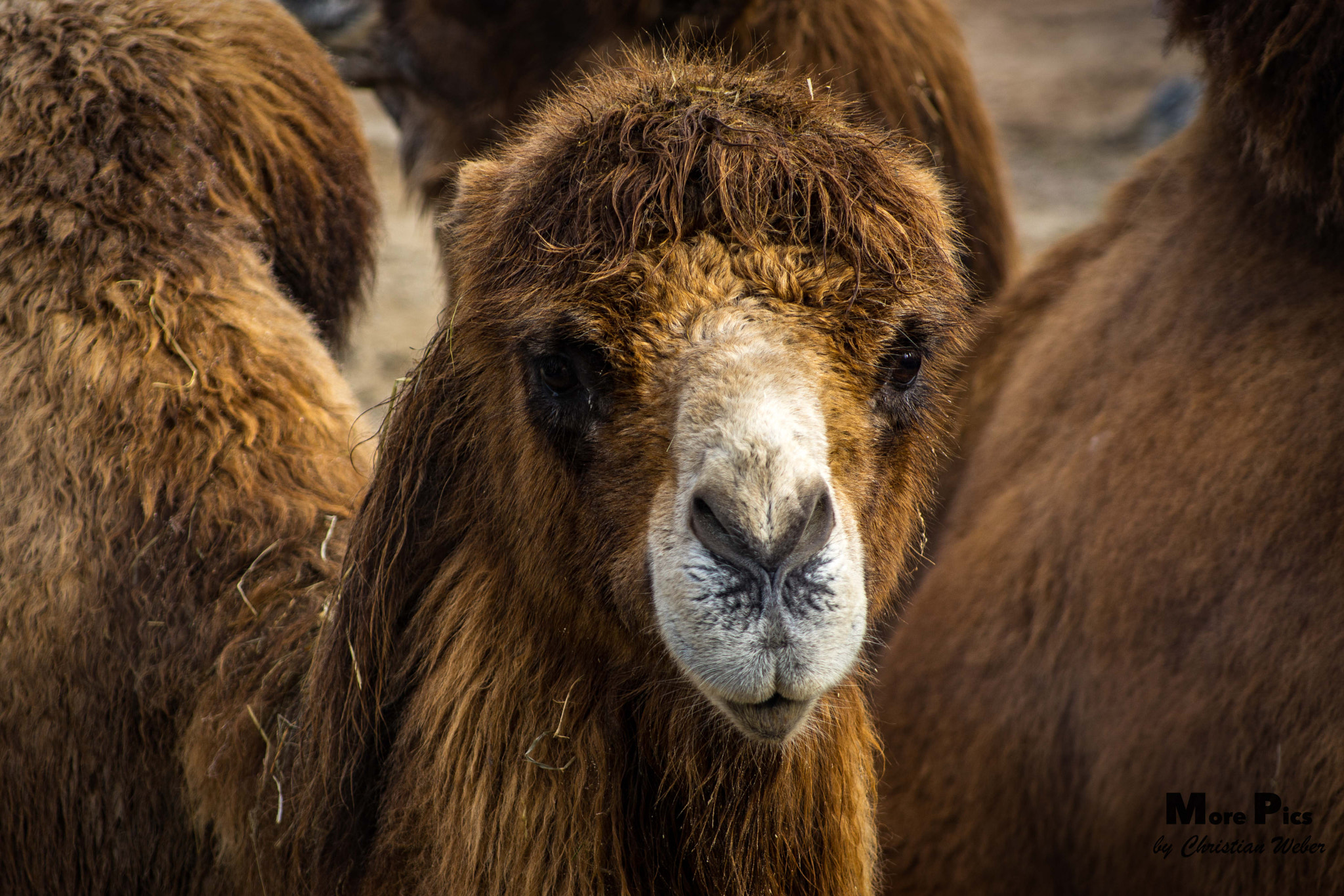 Sony 75-300mm F4.5-5.6 sample photo. Camel photography