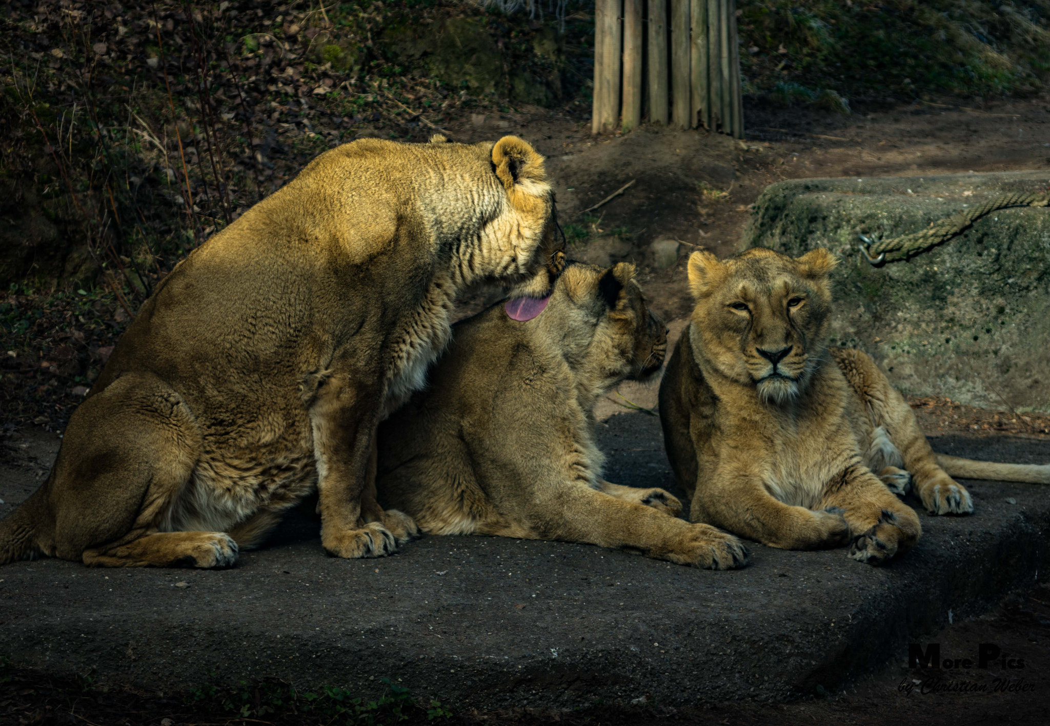 Sony 75-300mm F4.5-5.6 sample photo. Lions photography