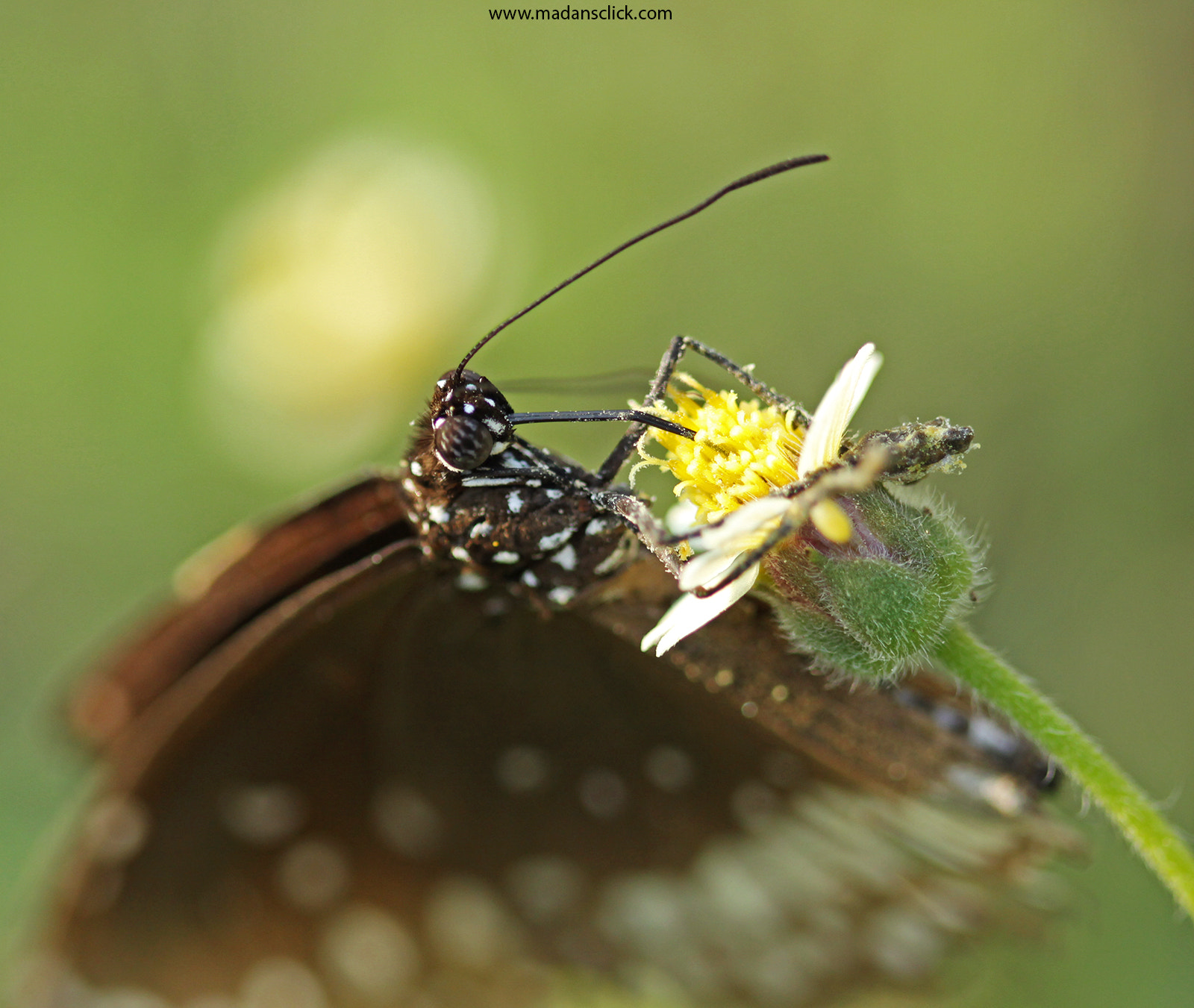 Canon EF 100mm F2.8 Macro USM sample photo. Breakfast time photography