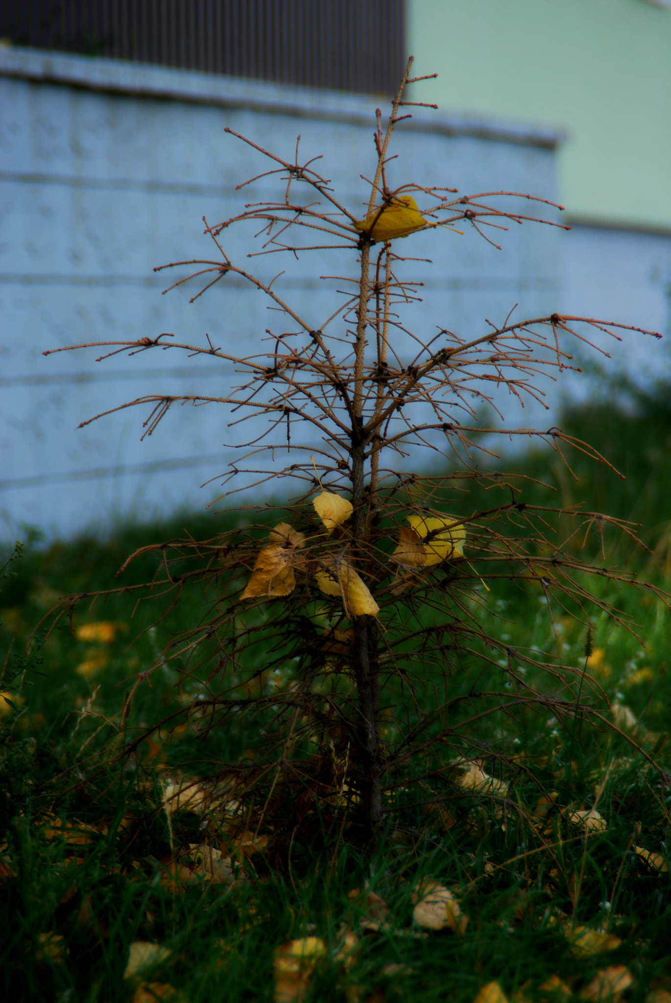 Nikon D60 sample photo