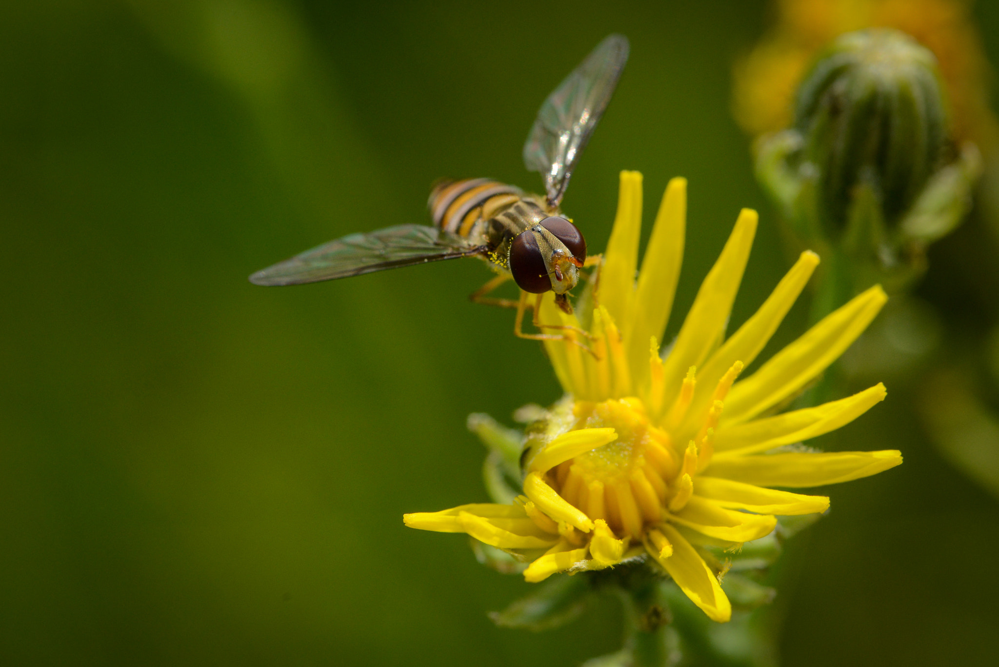 Sigma 105mm F2.8 EX DG OS HSM sample photo. Yellow photography