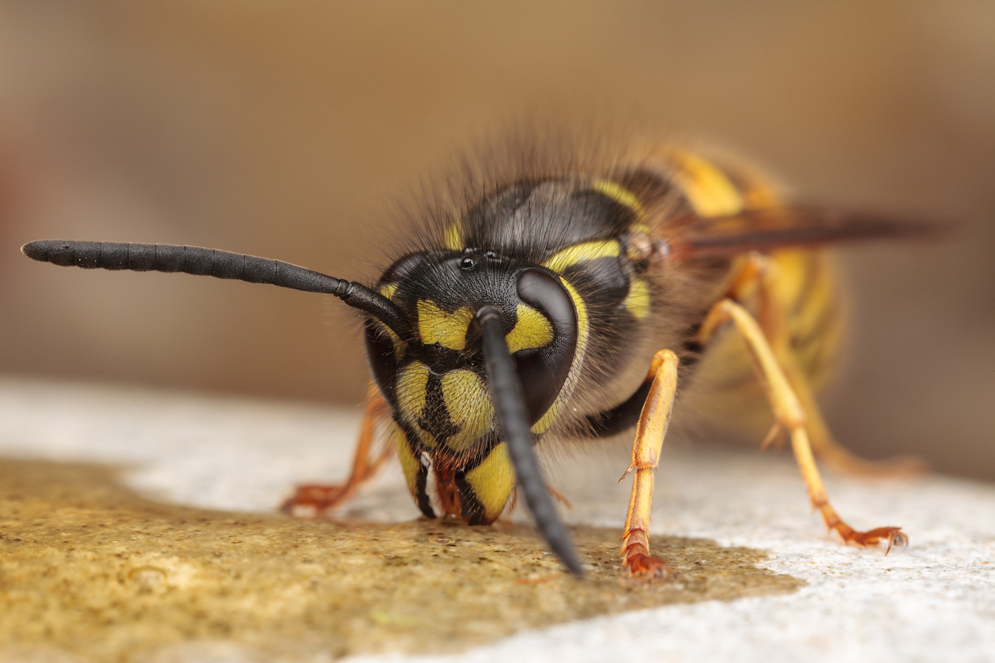 Canon EOS 5D sample photo. Wasp photography