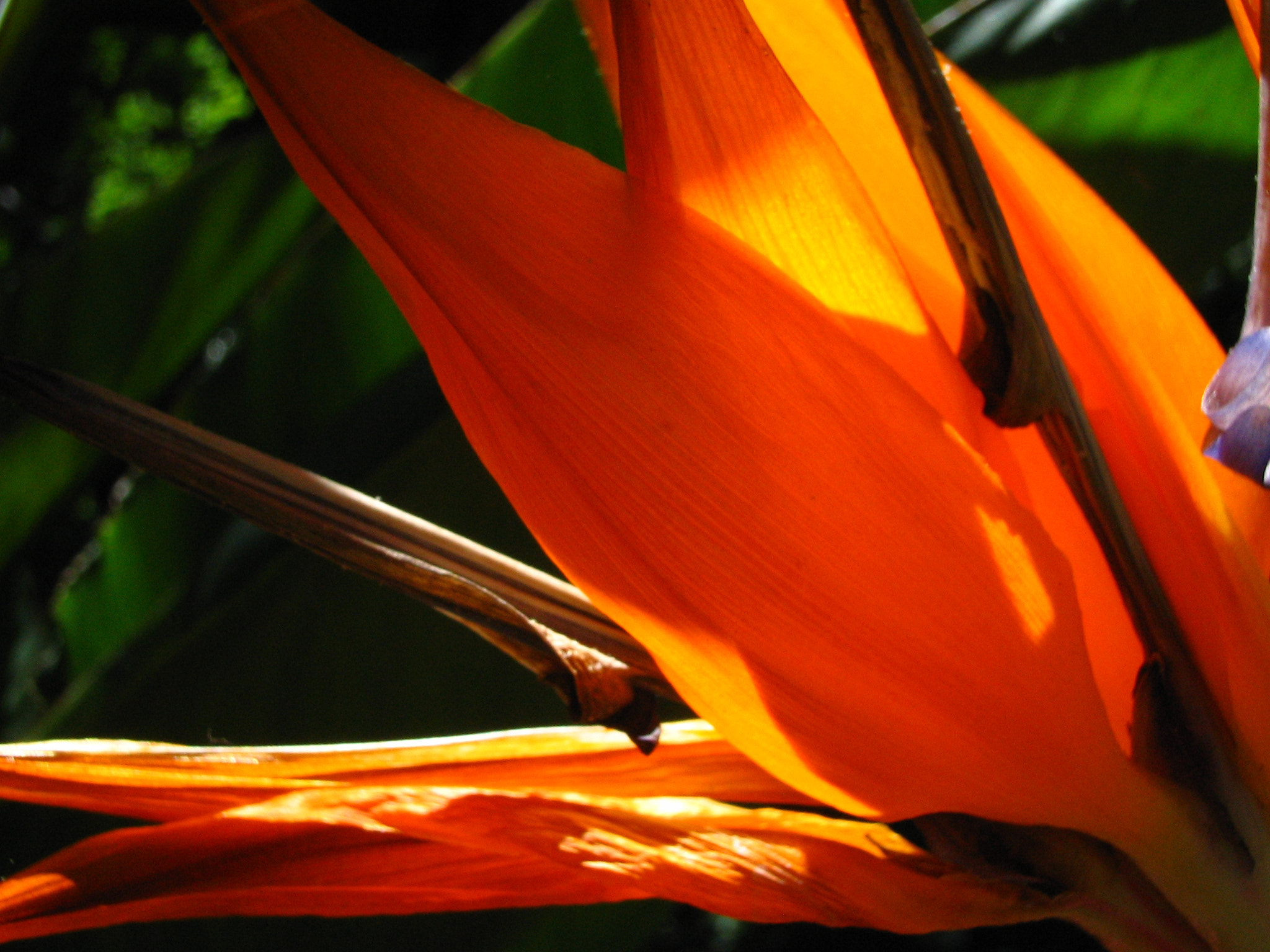 Canon DIGITAL IXUS I sample photo. Orange and green photography