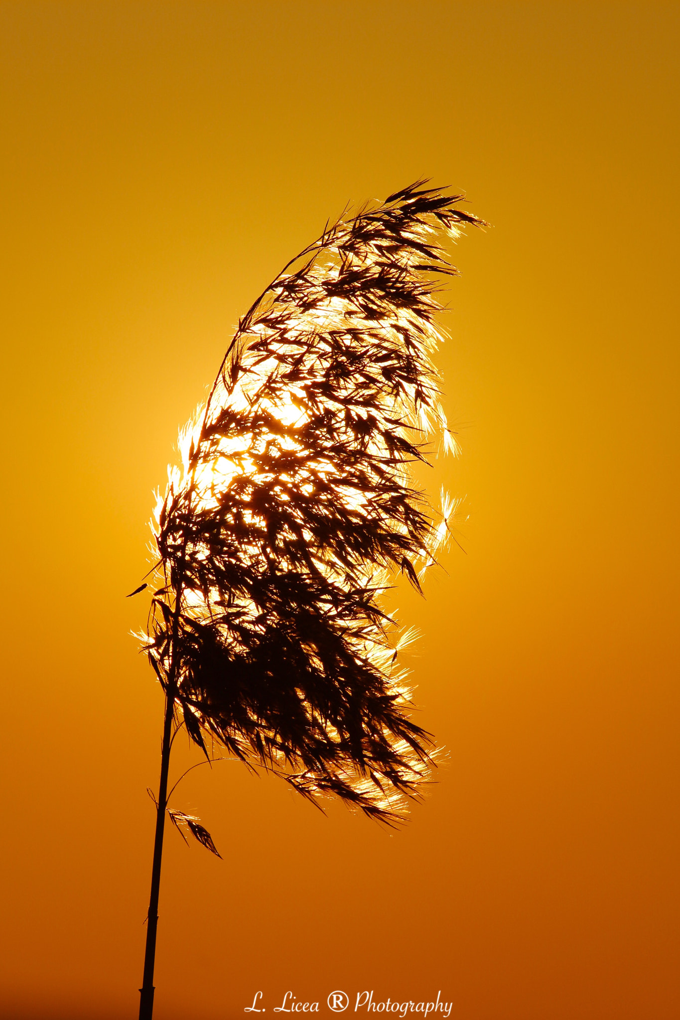 Canon EF 70-300mm F4-5.6 IS USM sample photo. Caress of light 8 photography