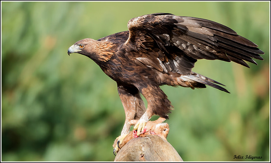 Canon EOS-1D X + Canon EF 500mm F4L IS USM sample photo. De caza con exito photography