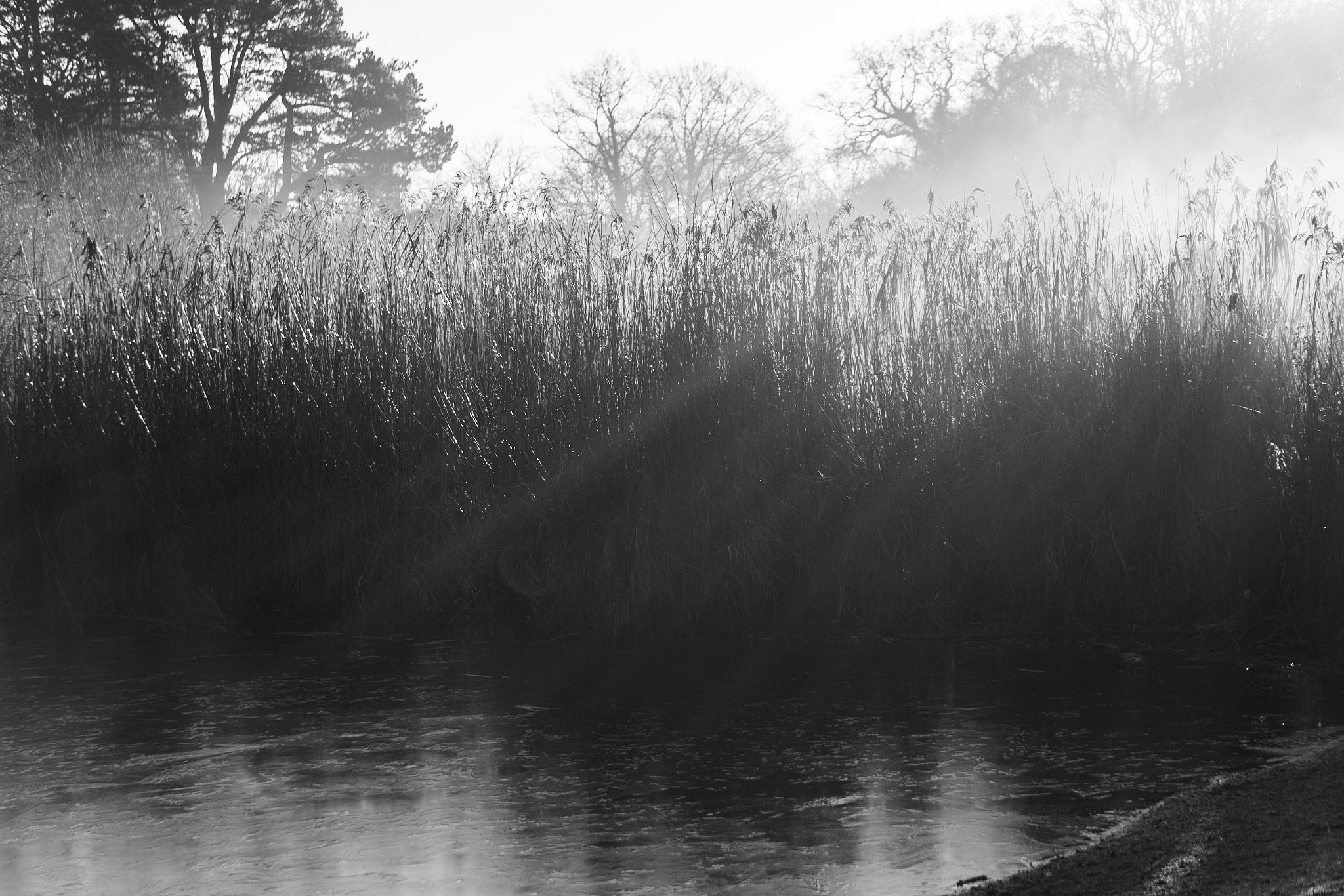 Sony a6300 + Sony E 55-210mm F4.5-6.3 OSS sample photo. Light though the reeds photography
