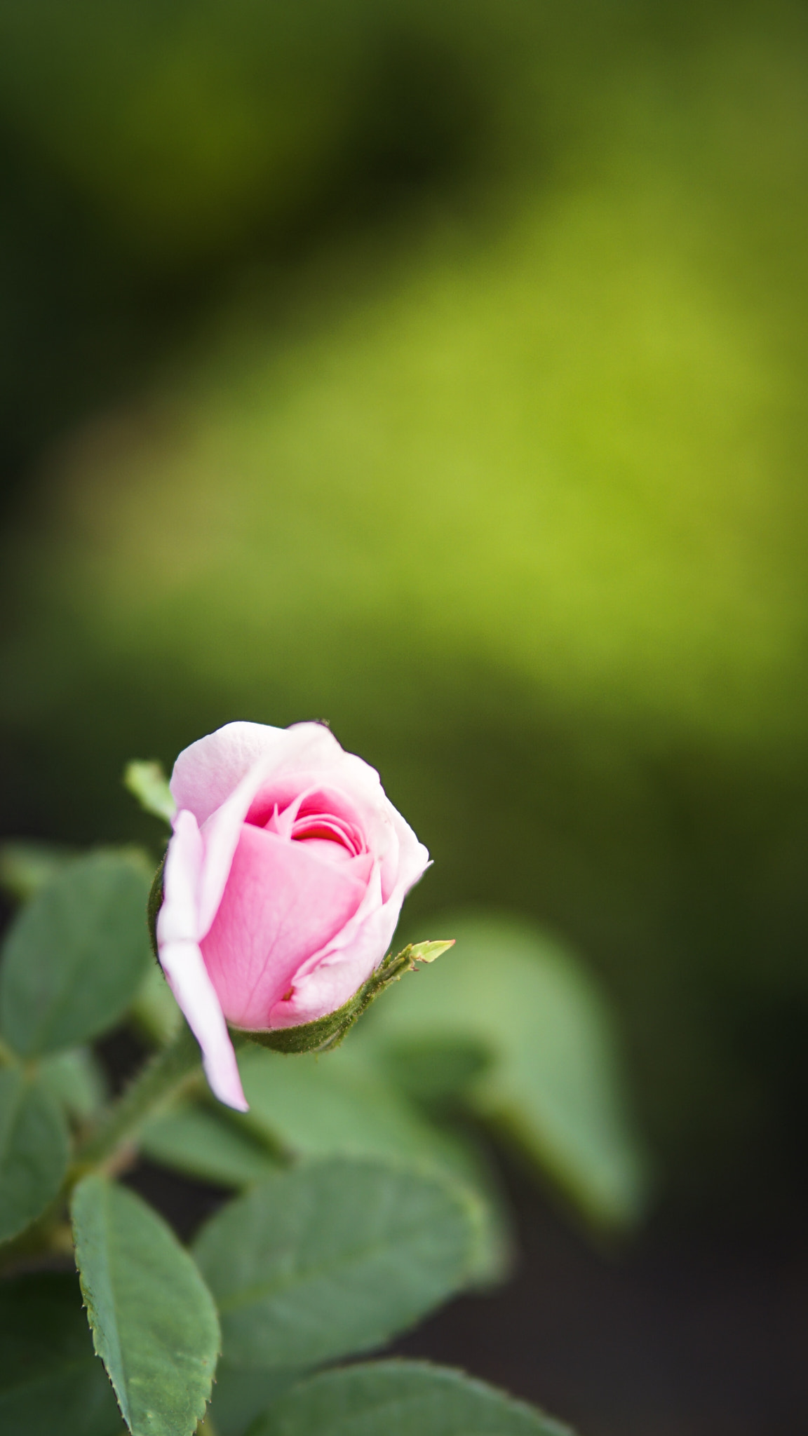 Sony a5100 sample photo. Let's start the day! photography