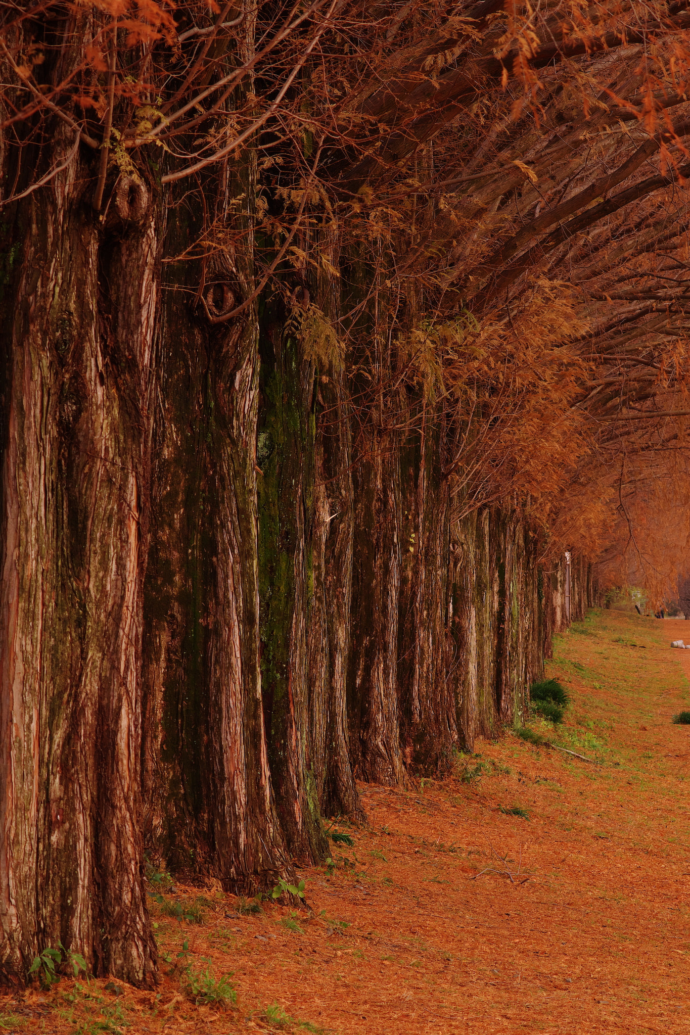 Pentax K-5 IIs + smc PENTAX-FA 135mm F2.8 [IF] sample photo. Metasequoia photography