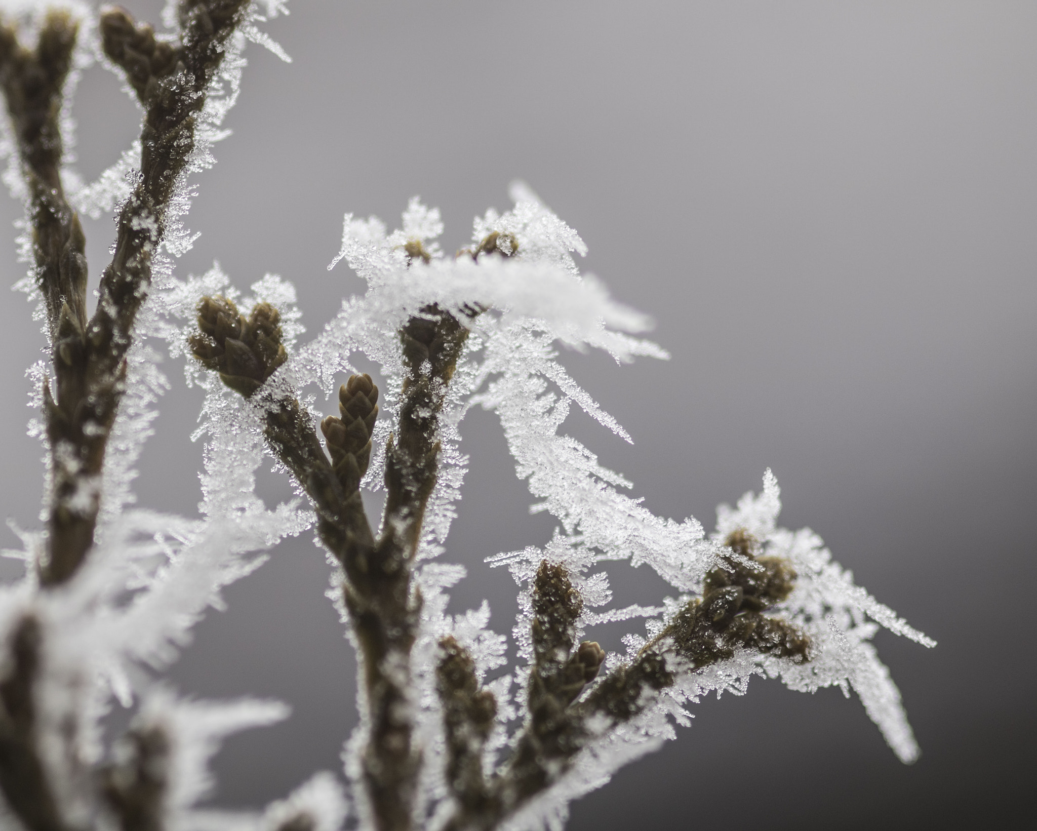 Canon EOS 750D (EOS Rebel T6i / EOS Kiss X8i) + Sigma 105mm F2.8 EX DG Macro sample photo. Ice crystals photography