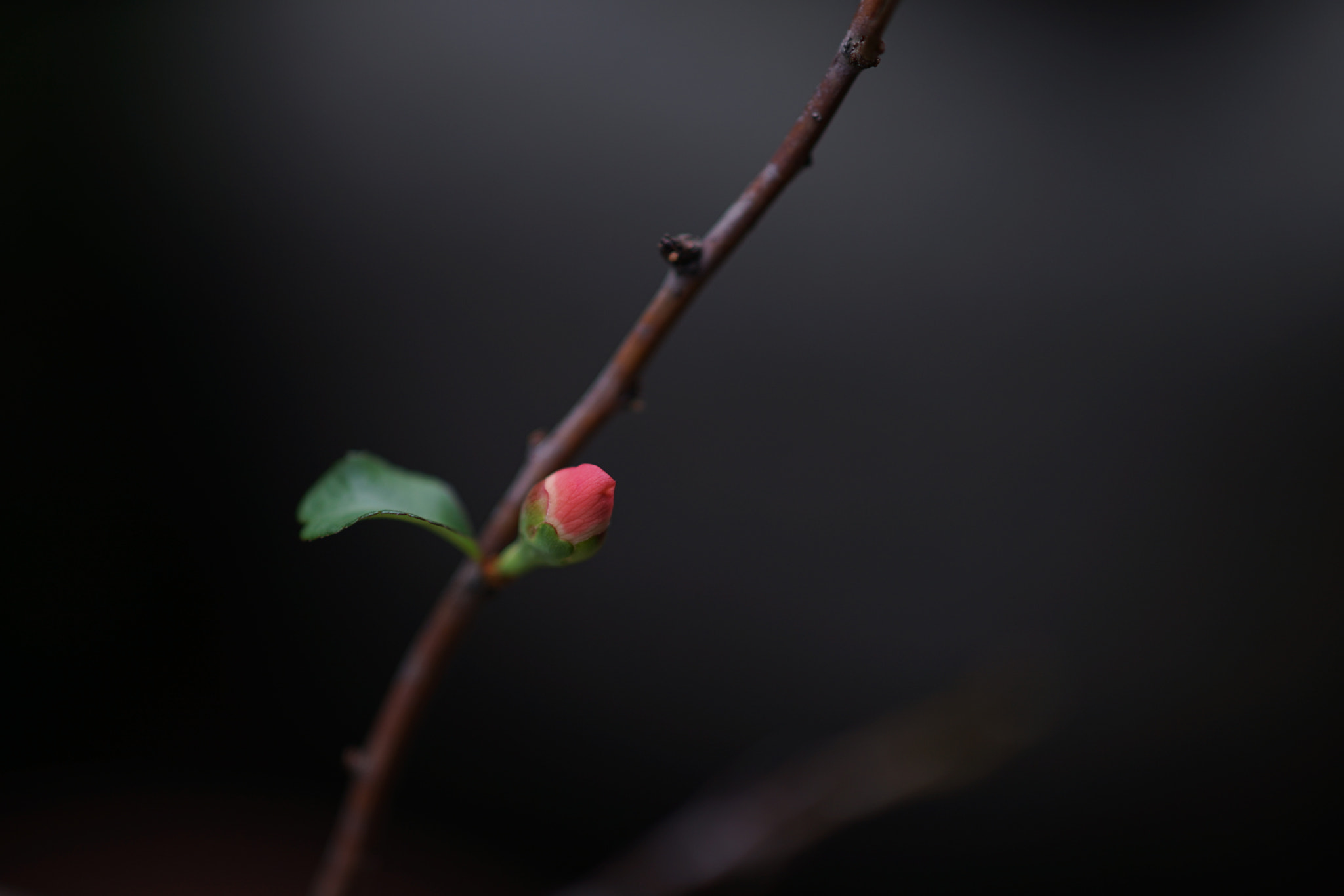 Sony Sonnar T* 135mm F1.8 ZA sample photo. 紅點 photography