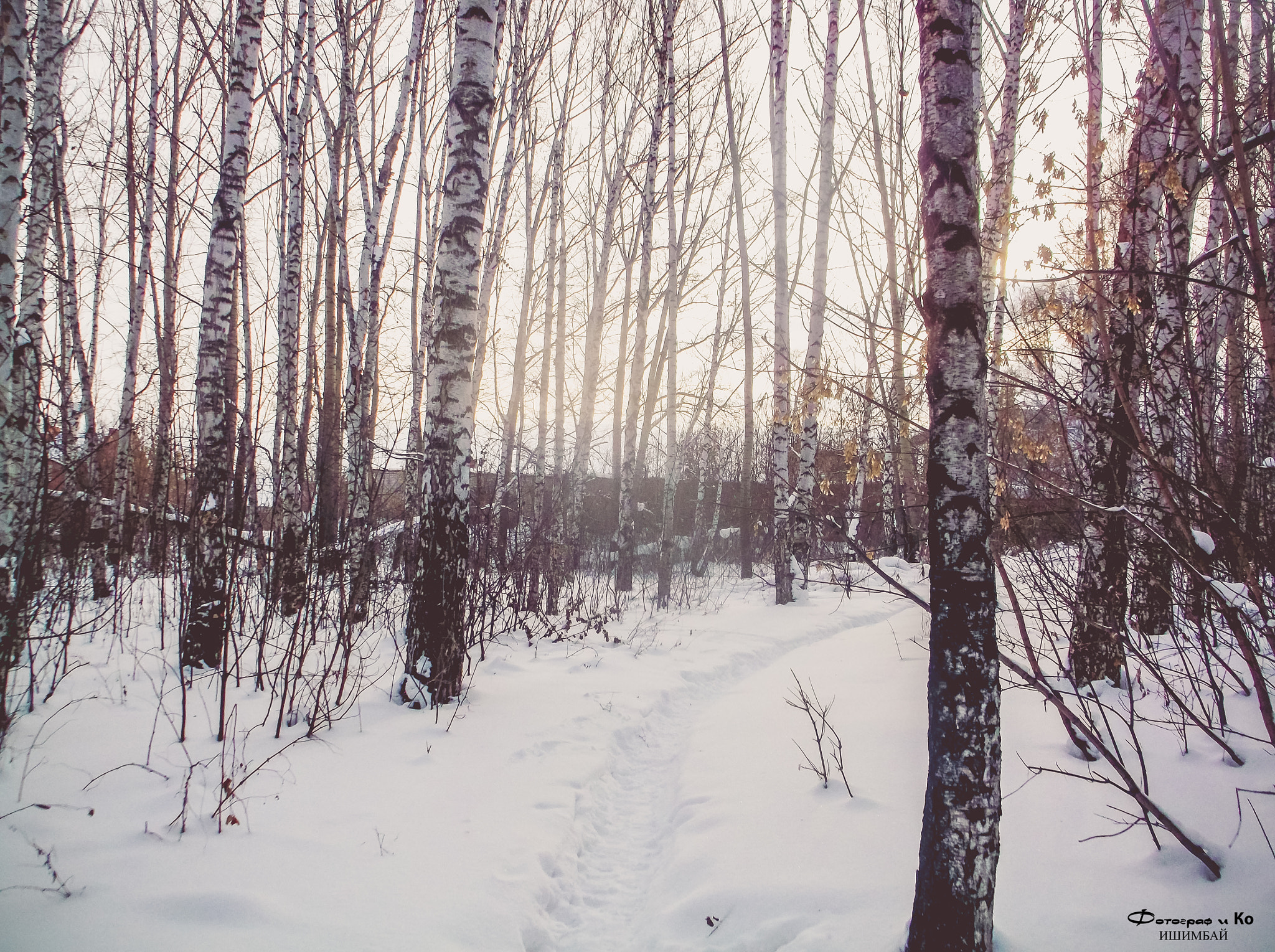 Fujifilm FinePix AX650 sample photo. Winter forest photography