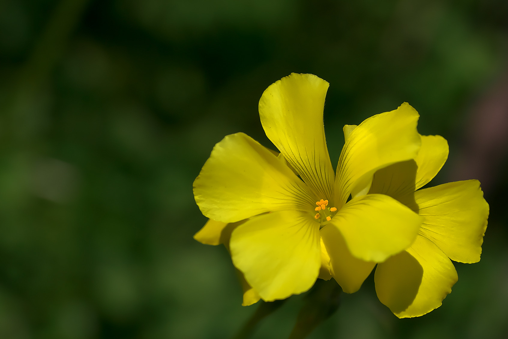 Sony a7R + Sony FE 90mm F2.8 Macro G OSS sample photo. Katabami photography