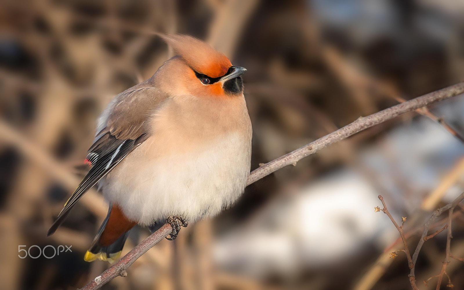 Canon EOS 40D + Canon EF 100-400mm F4.5-5.6L IS USM sample photo. The waxwing photography