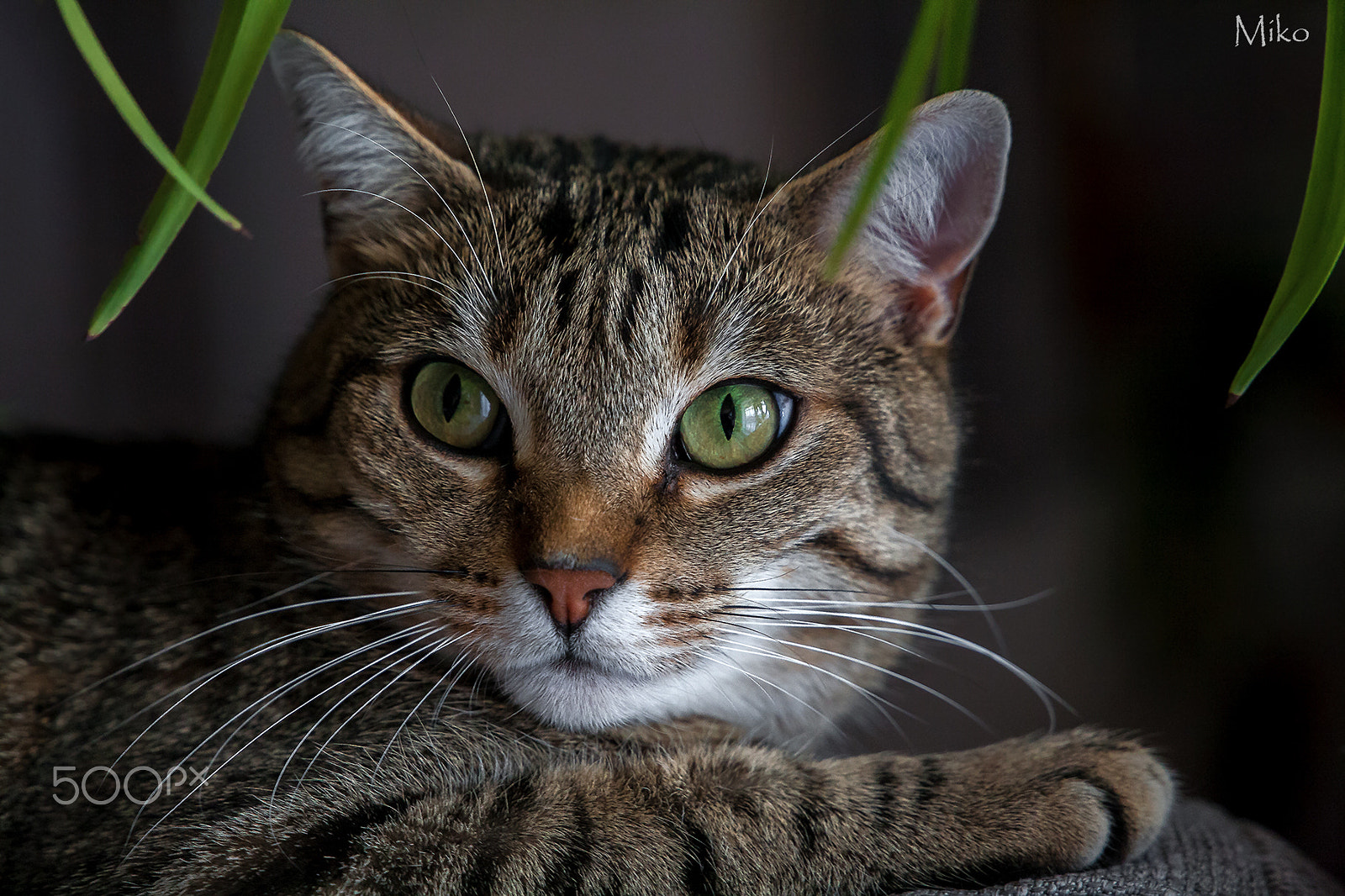 Canon EF 24-105mm F3.5-5.6 IS STM sample photo. Miko portrait photography
