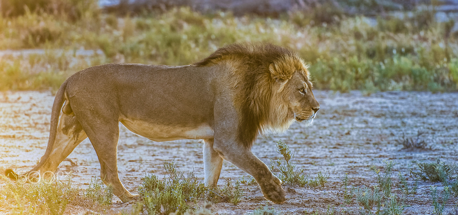 Nikon AF-S Nikkor 200-400mm F4G ED-IF VR sample photo. Royal patrol photography
