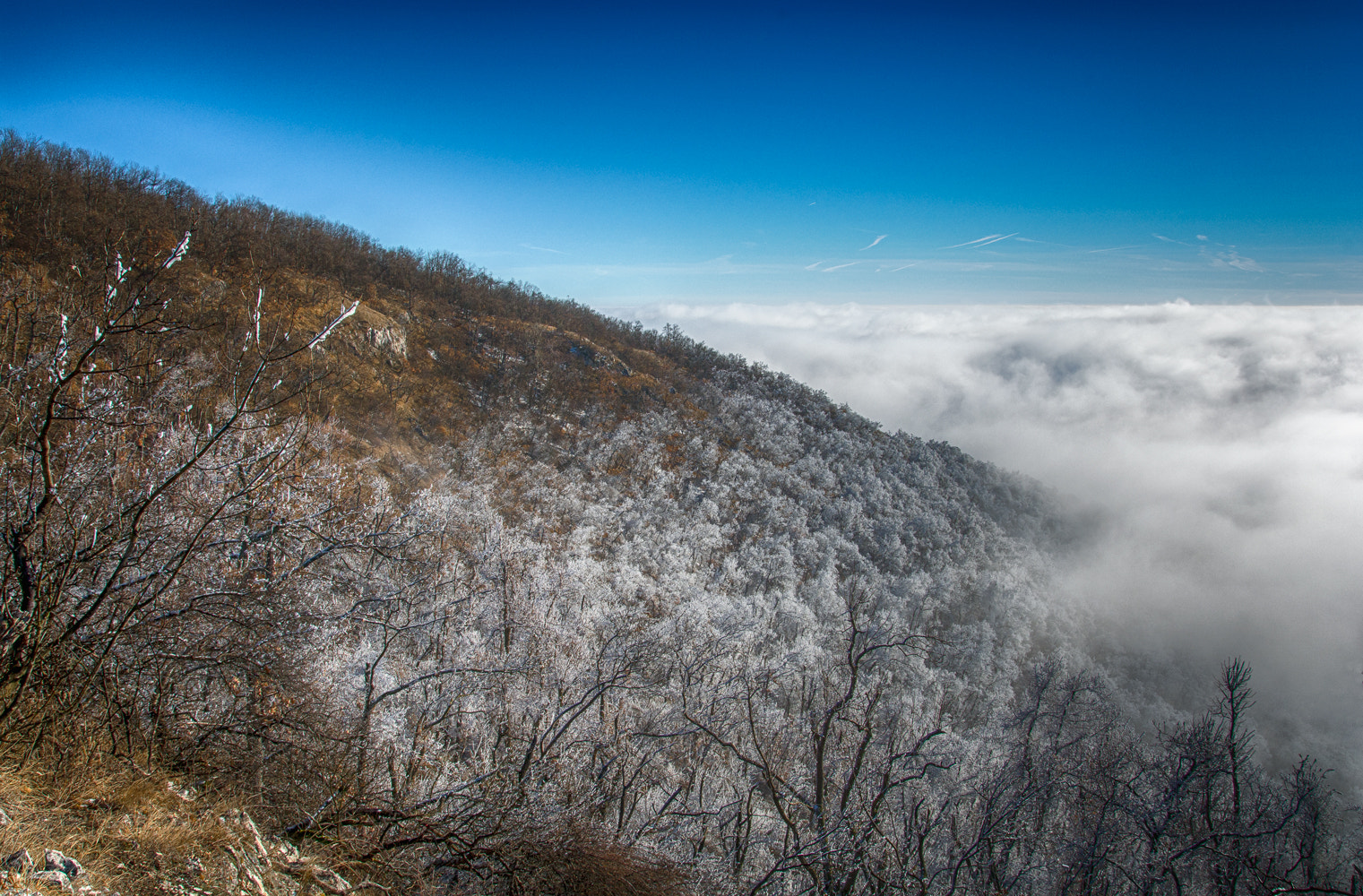 Nikon D7100 + Sigma 17-70mm F2.8-4 DC Macro OS HSM sample photo. Frost attack photography