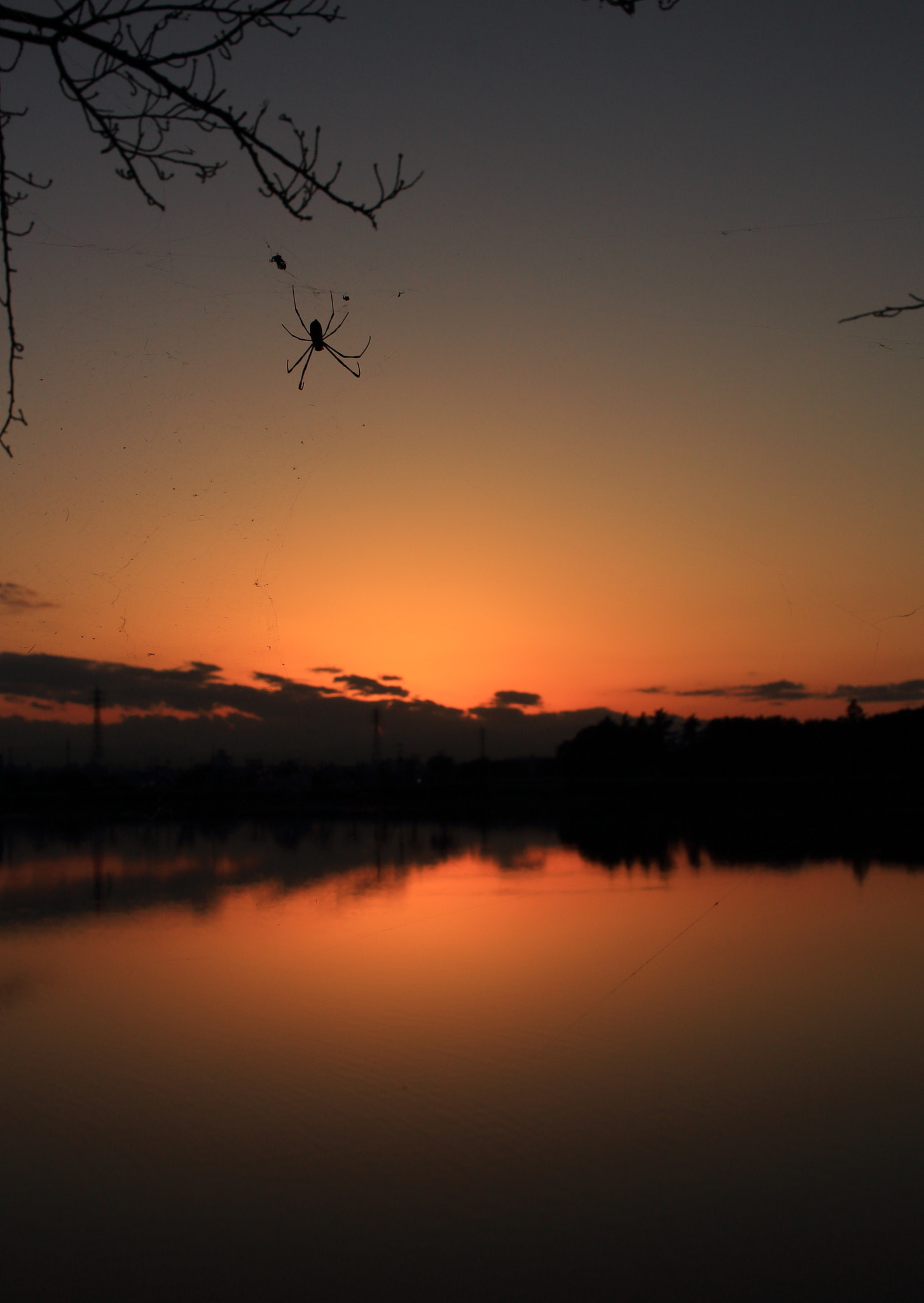 Canon EOS 100D (EOS Rebel SL1 / EOS Kiss X7) sample photo. Spider looking at sunset photography