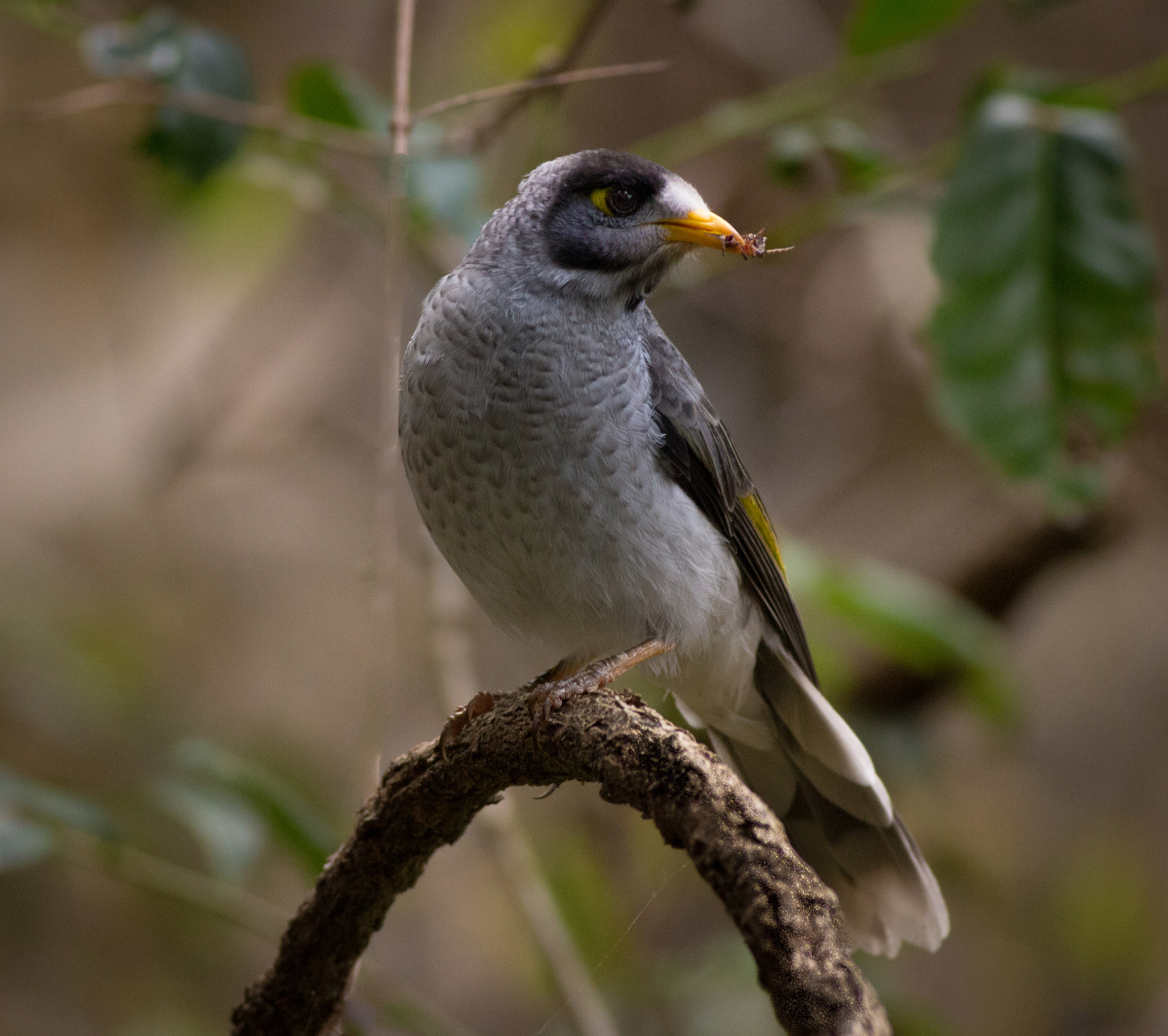 Canon EOS 700D (EOS Rebel T5i / EOS Kiss X7i) + Canon EF 400mm F5.6L USM sample photo. Feeding noisy miner photography