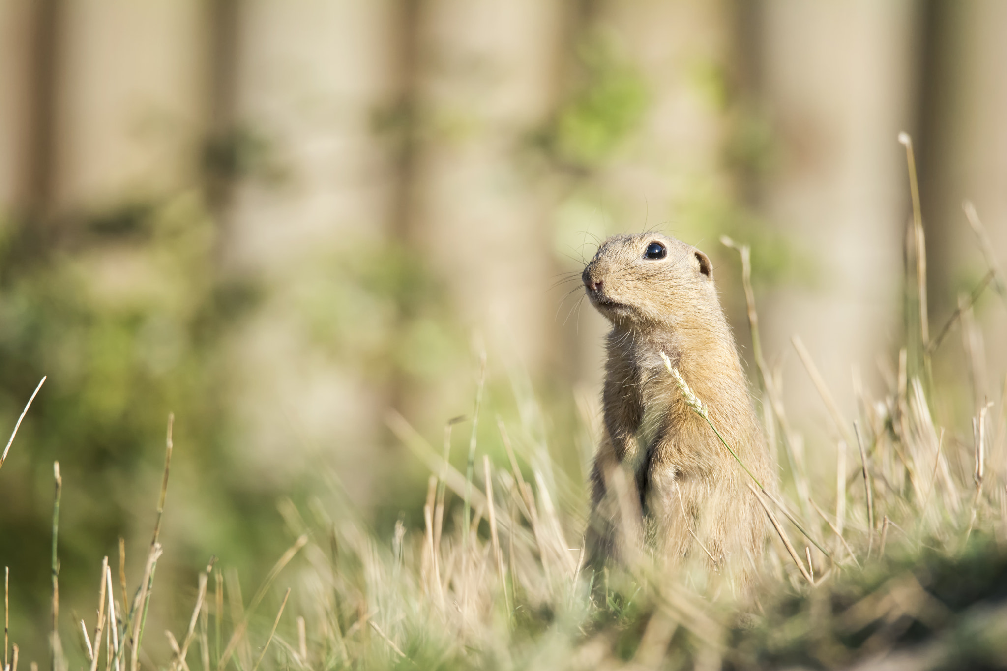 Sigma 150-600mm F5-6.3 DG OS HSM | S sample photo. Ground squirrel (spermophilus citellus) photography