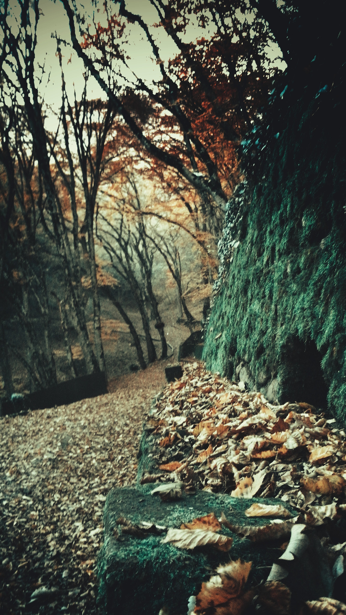 LG G Pro Lite sample photo. Mustafabey photography