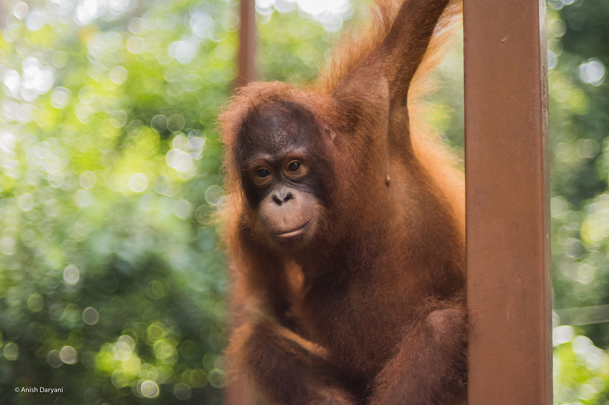 Nikon D810 + Nikon AF Nikkor 50mm F1.4D sample photo. Potrait of an orangutan photography