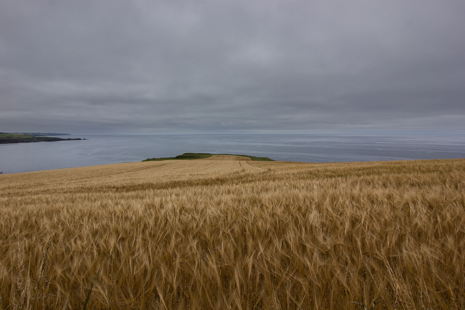 Tokina AT-X Pro 12-24mm F4 (IF) DX sample photo. Wheat field photography