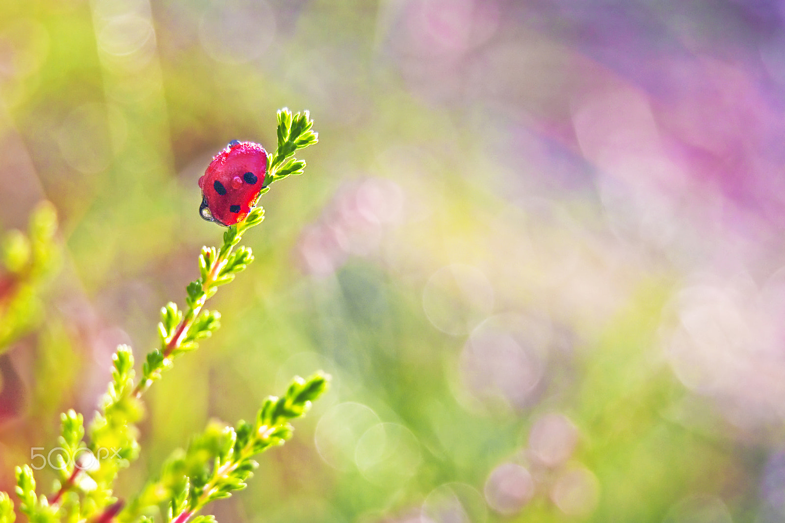 Sony Alpha DSLR-A330 sample photo. Little ladybug :) photography