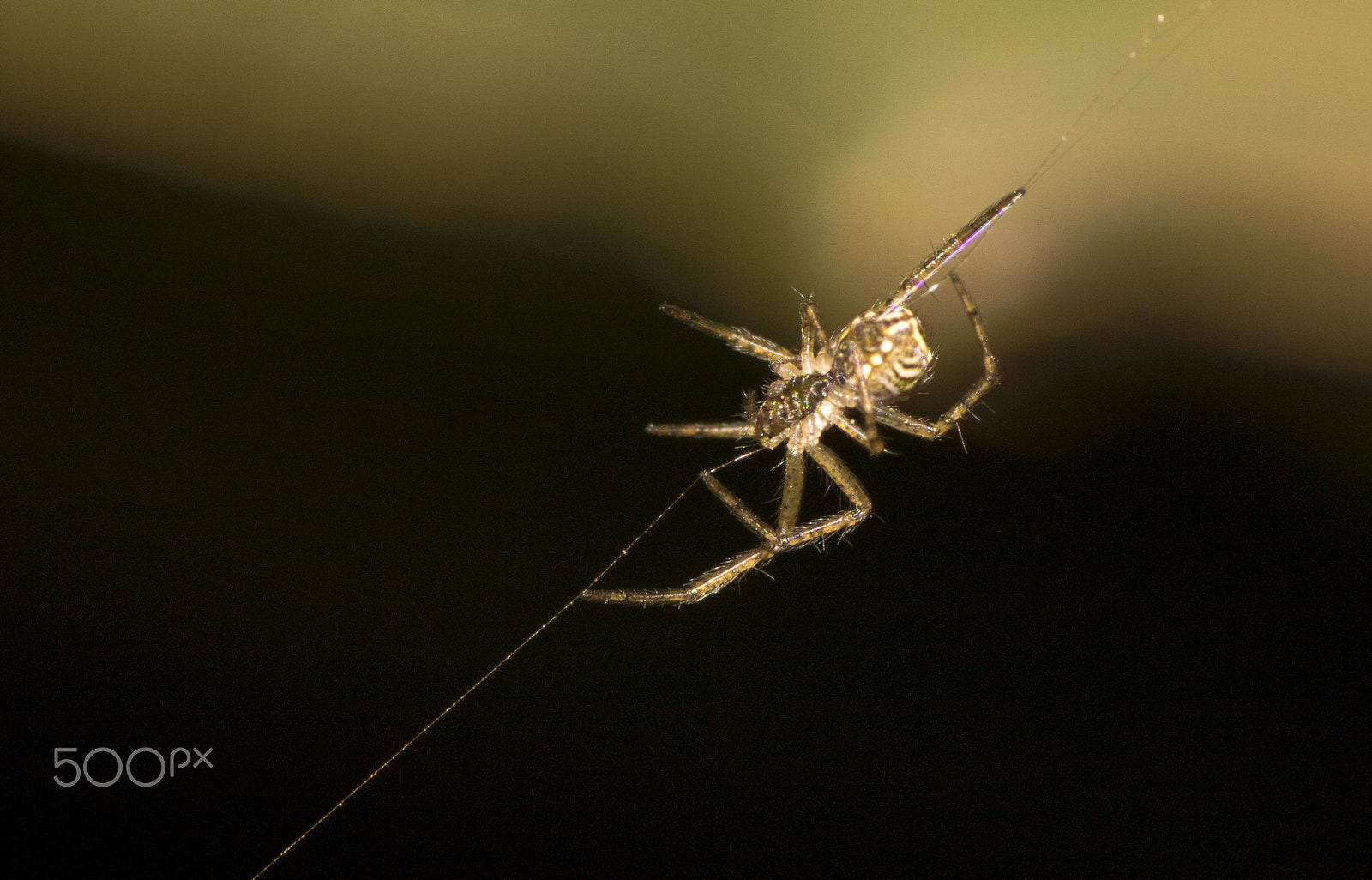 Canon EOS 750D (EOS Rebel T6i / EOS Kiss X8i) + Tamron SP AF 90mm F2.8 Di Macro sample photo. River crossing photography