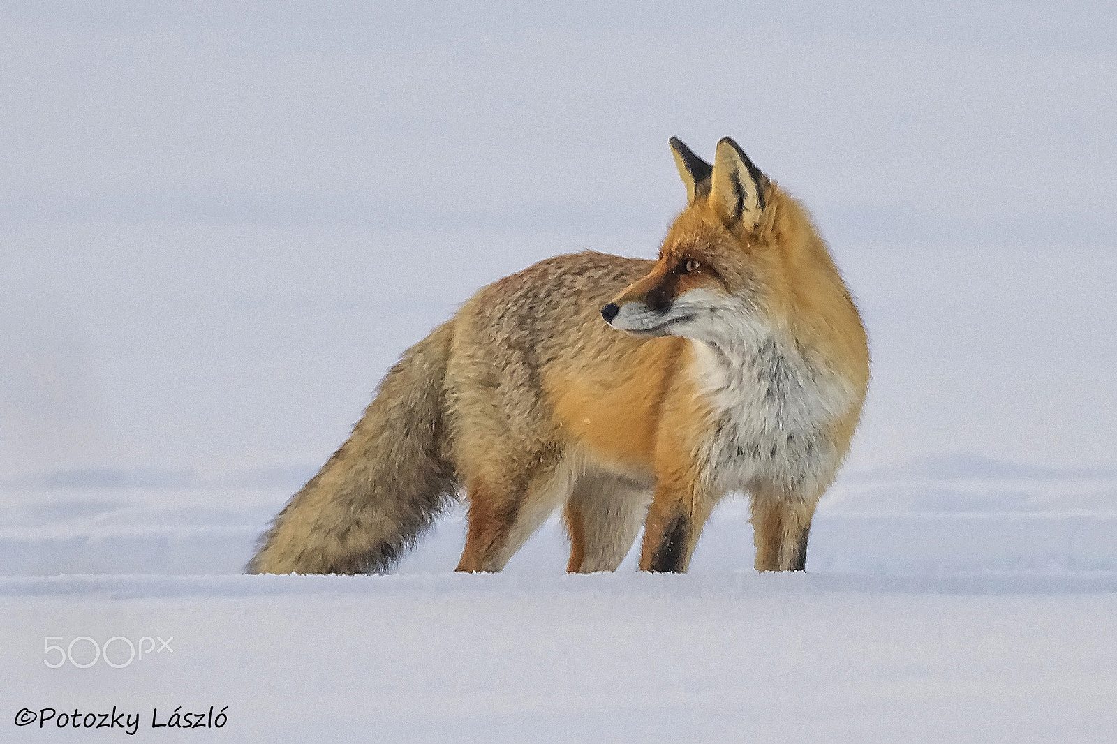 Olympus OM-D E-M1 + OLYMPUS M.300mm F4.0 sample photo. Fox 2 photography