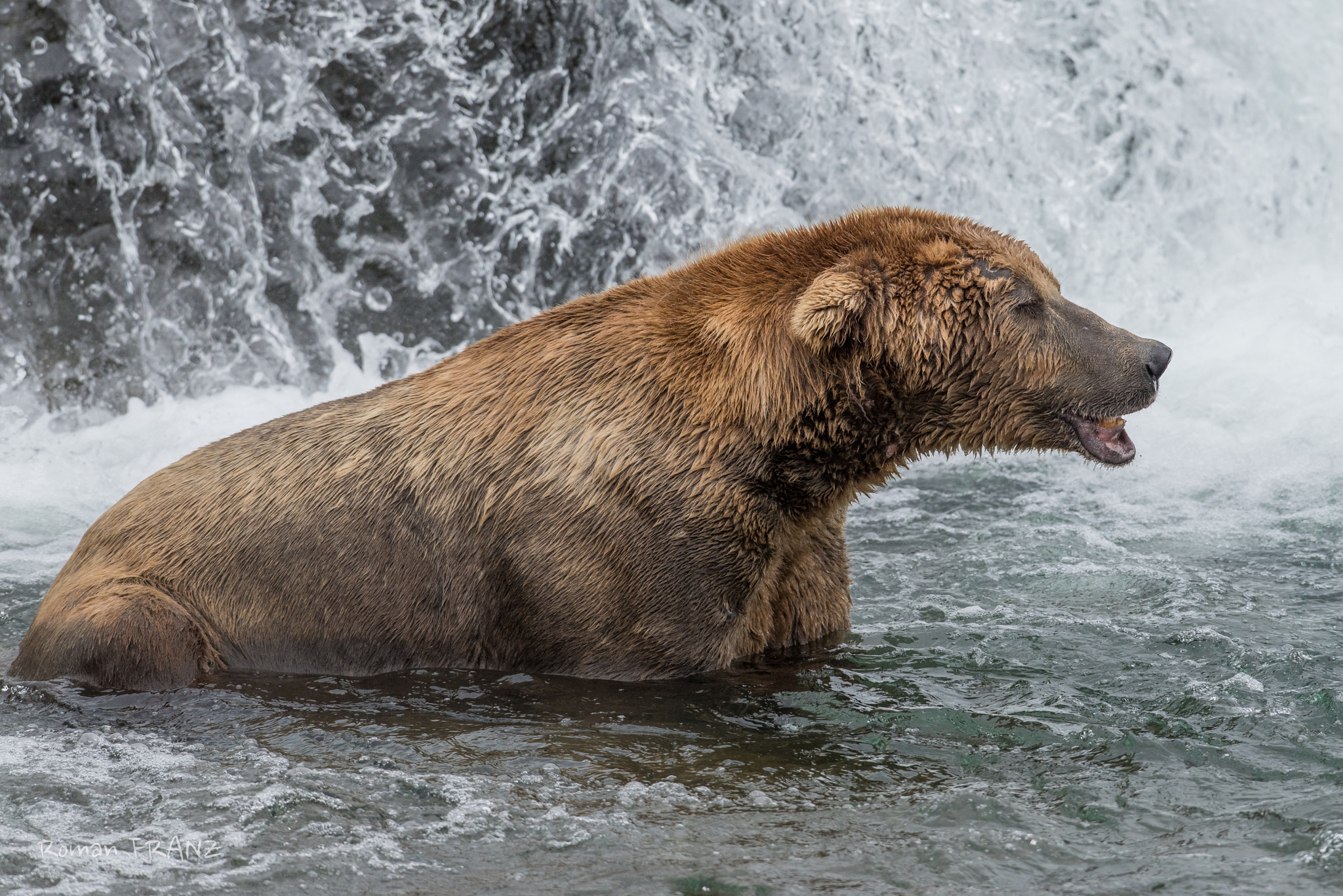 Nikon D810 + Nikon AF-S Nikkor 500mm F4G ED VR sample photo. Grizzly photography