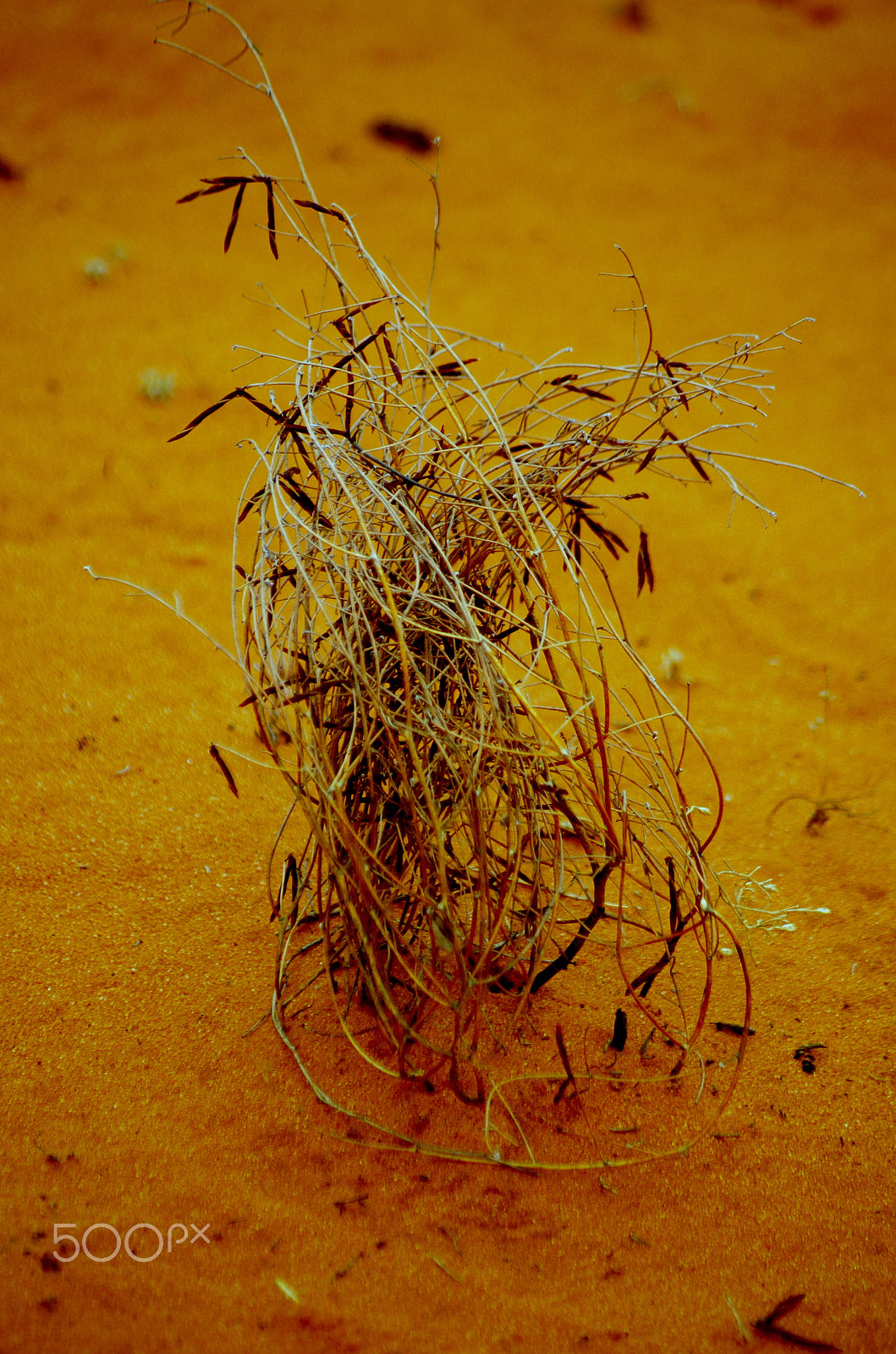 Pentax smc DA 55-300mm F4.0-5.8 ED sample photo. Desert plant photography