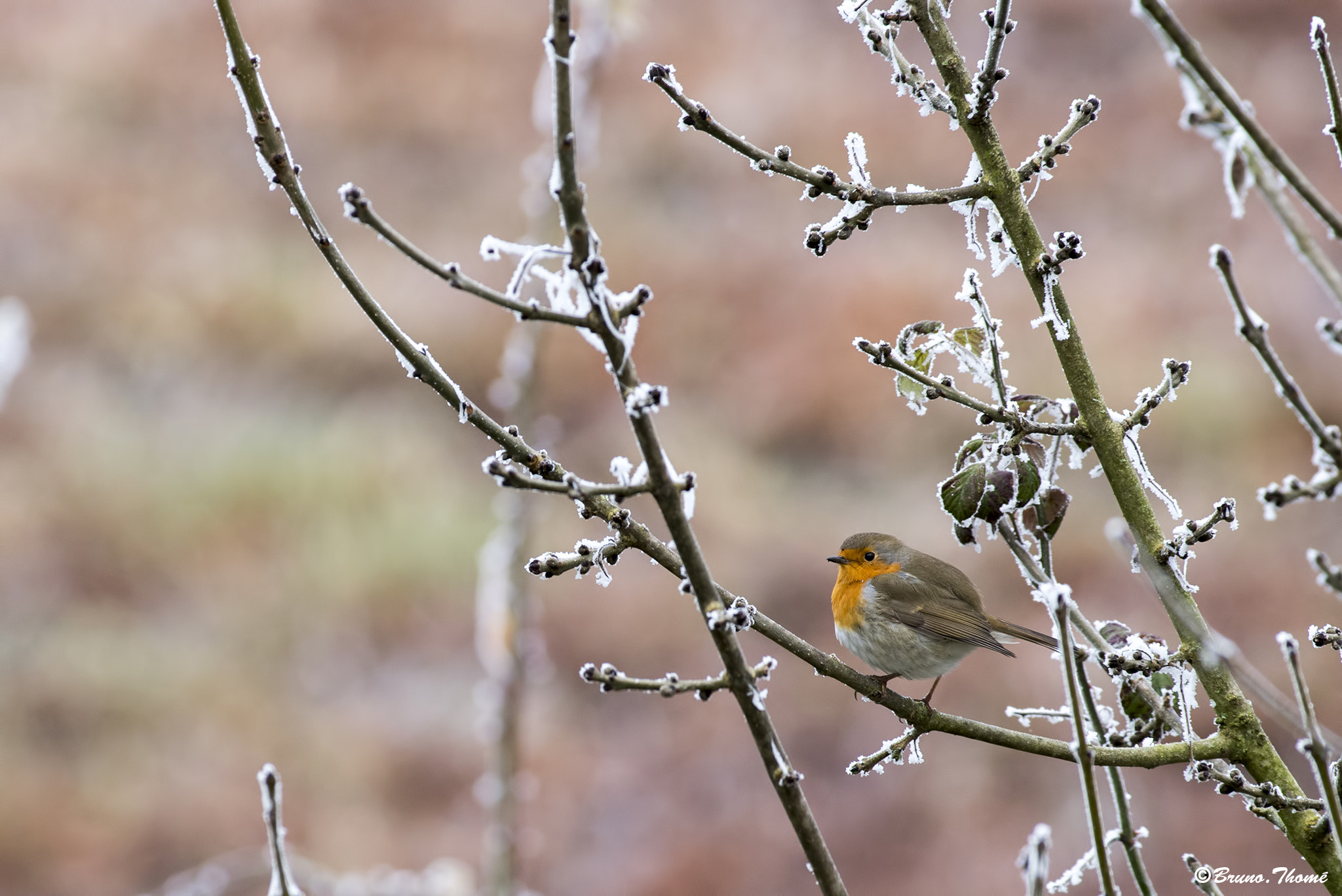 Pentax smc DA* 300mm F4.0 ED (IF) SDM sample photo. Redbreast photography