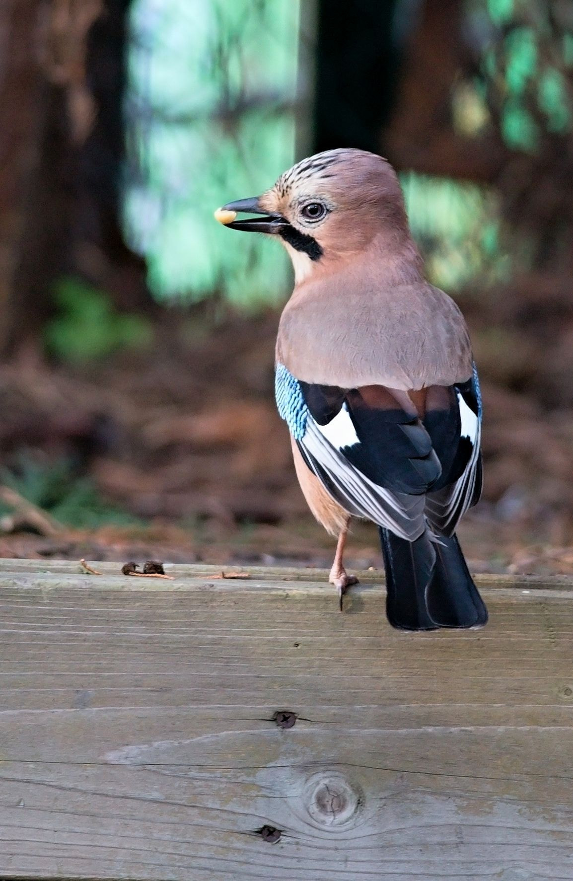 Nikon D610 + Nikon AF-S Nikkor 300mm F4D ED-IF sample photo. Dsc_0397_01.jpg photography