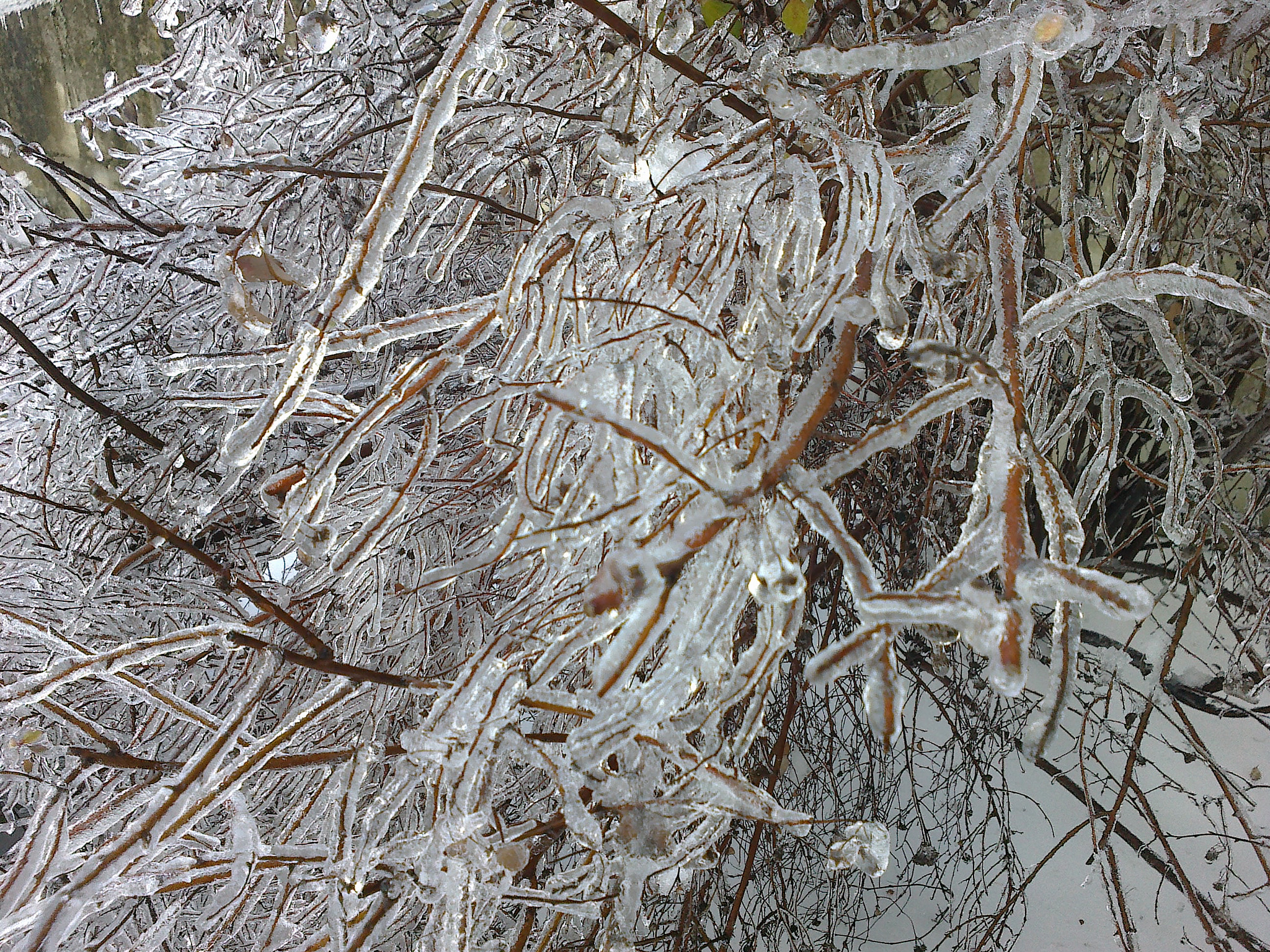 Nokia E5-00 sample photo. The ice tree photography